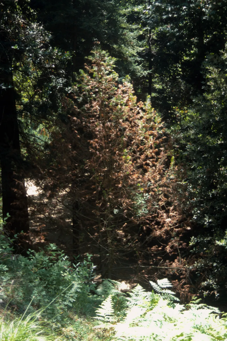 Torreya in redwood section