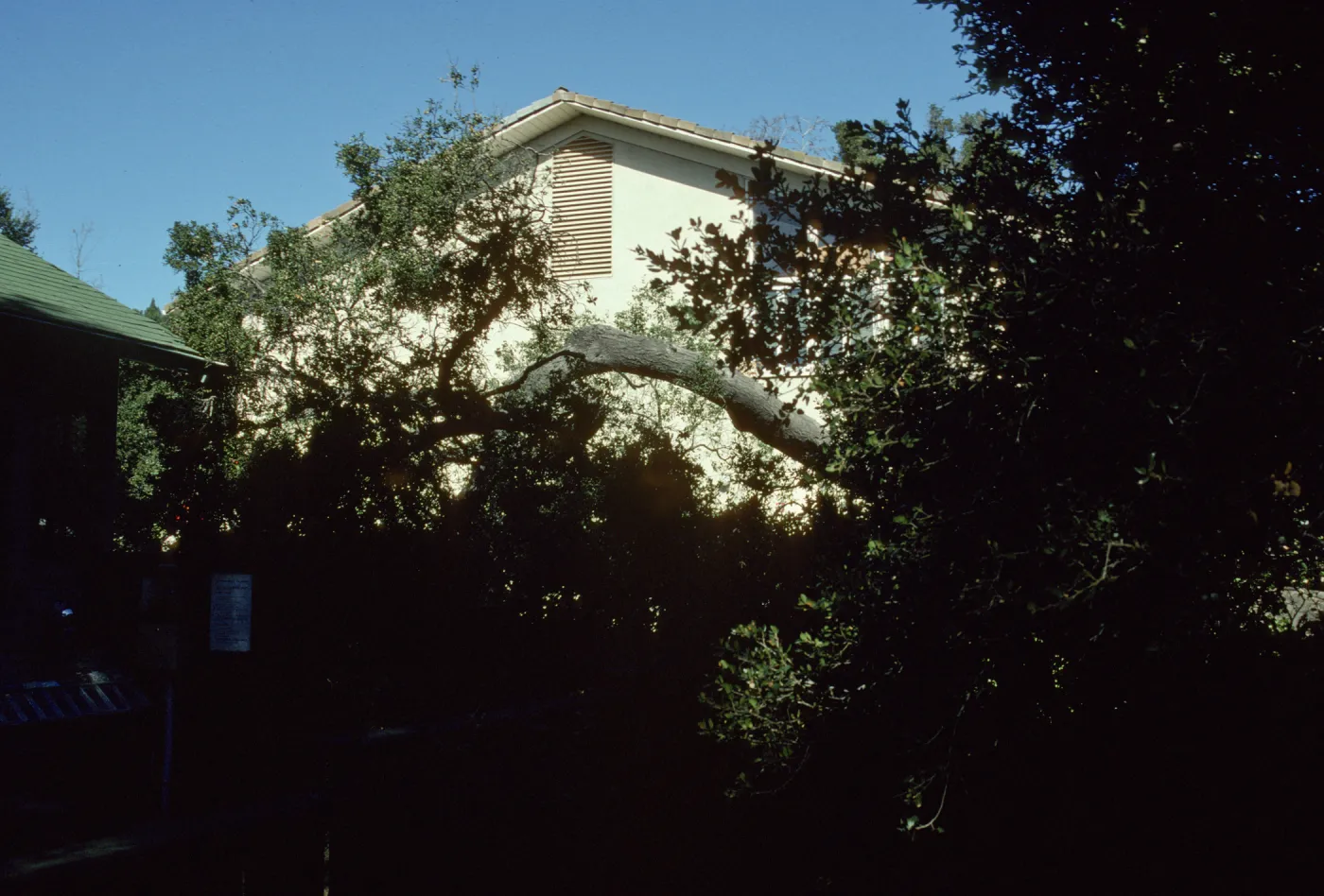 Oak Tree Fell Outside Herbarium