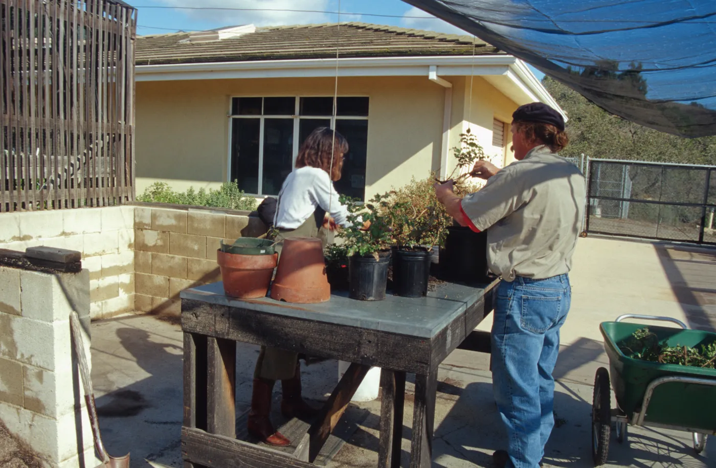Carol Bornstein, potting up Berberis cuttings