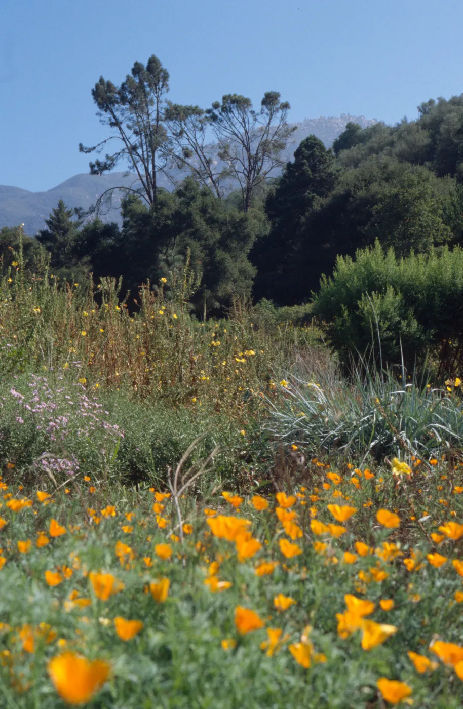 SBBG Meadow, wildflowers, Garden Works Event