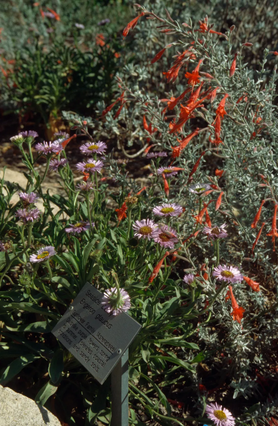 Meadow Border, Erigeron glaucus, Garden Works Event