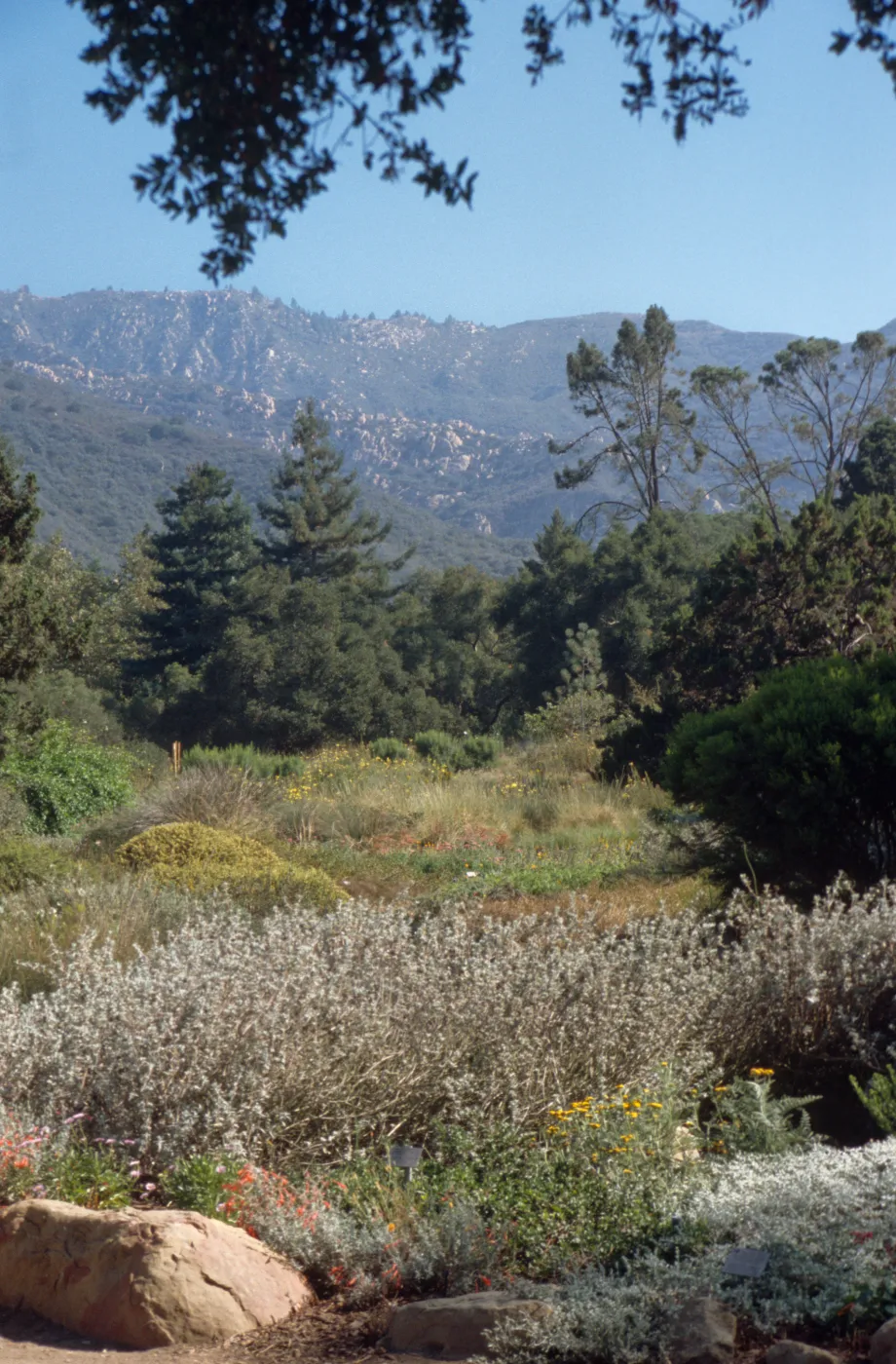 SBBG MEadow, view to the mountains, Garden Works Event
