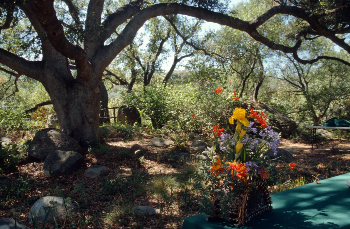 floral arrangement under the Meadow Oaks, Garden Works Event