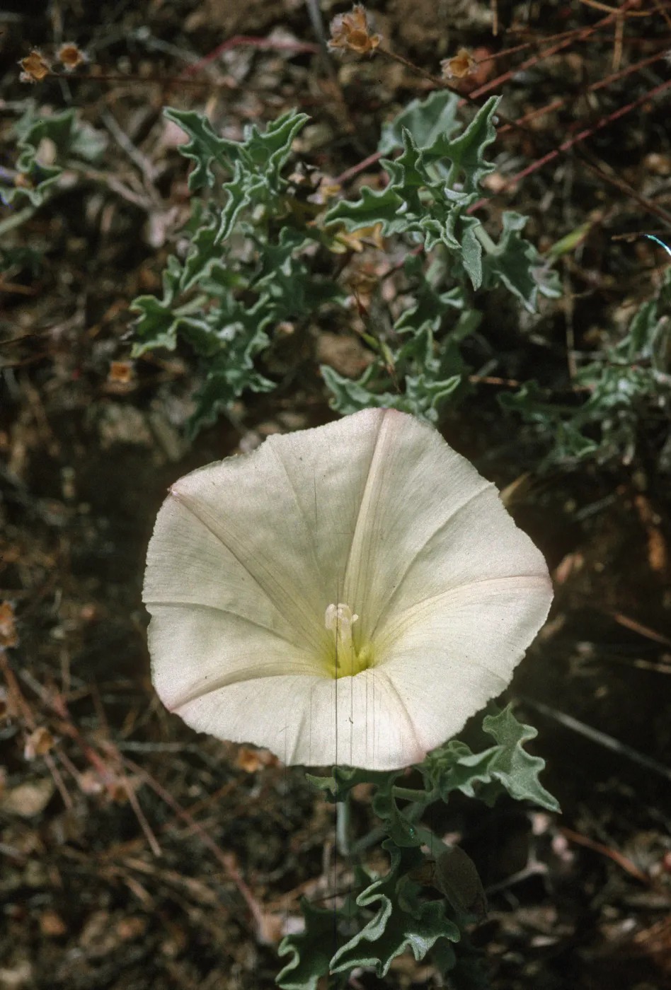 Calystegia