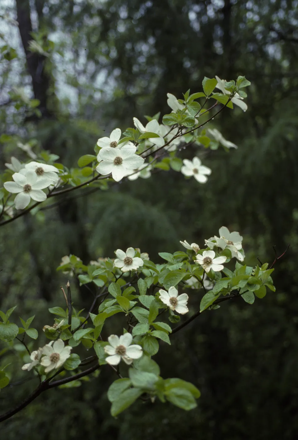 Cornus