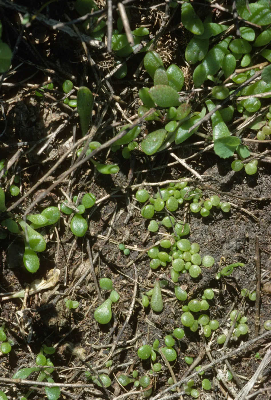 Dudleya