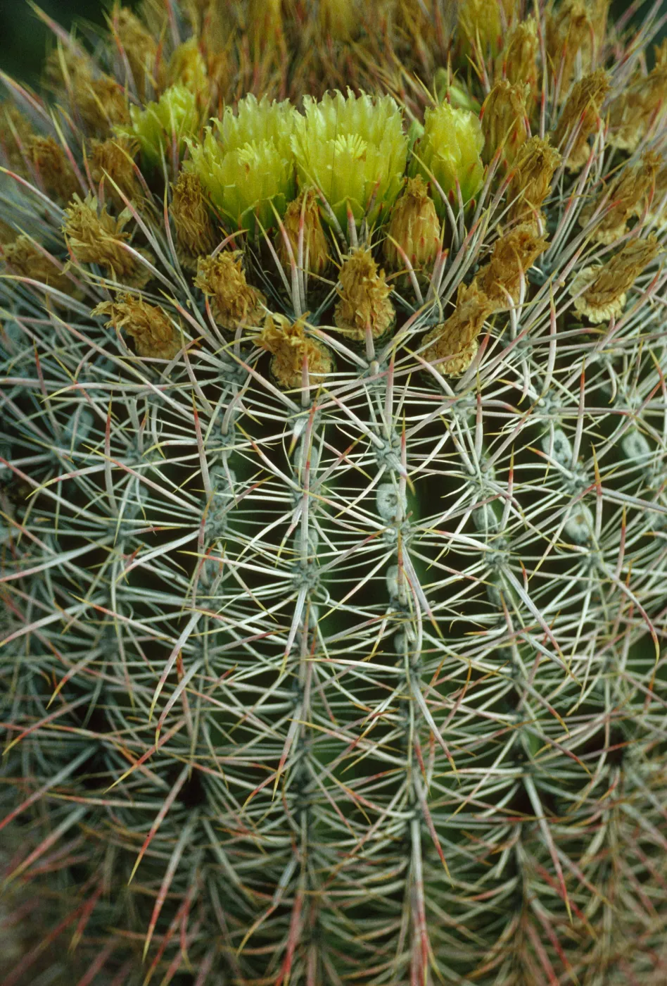 Ferocactus