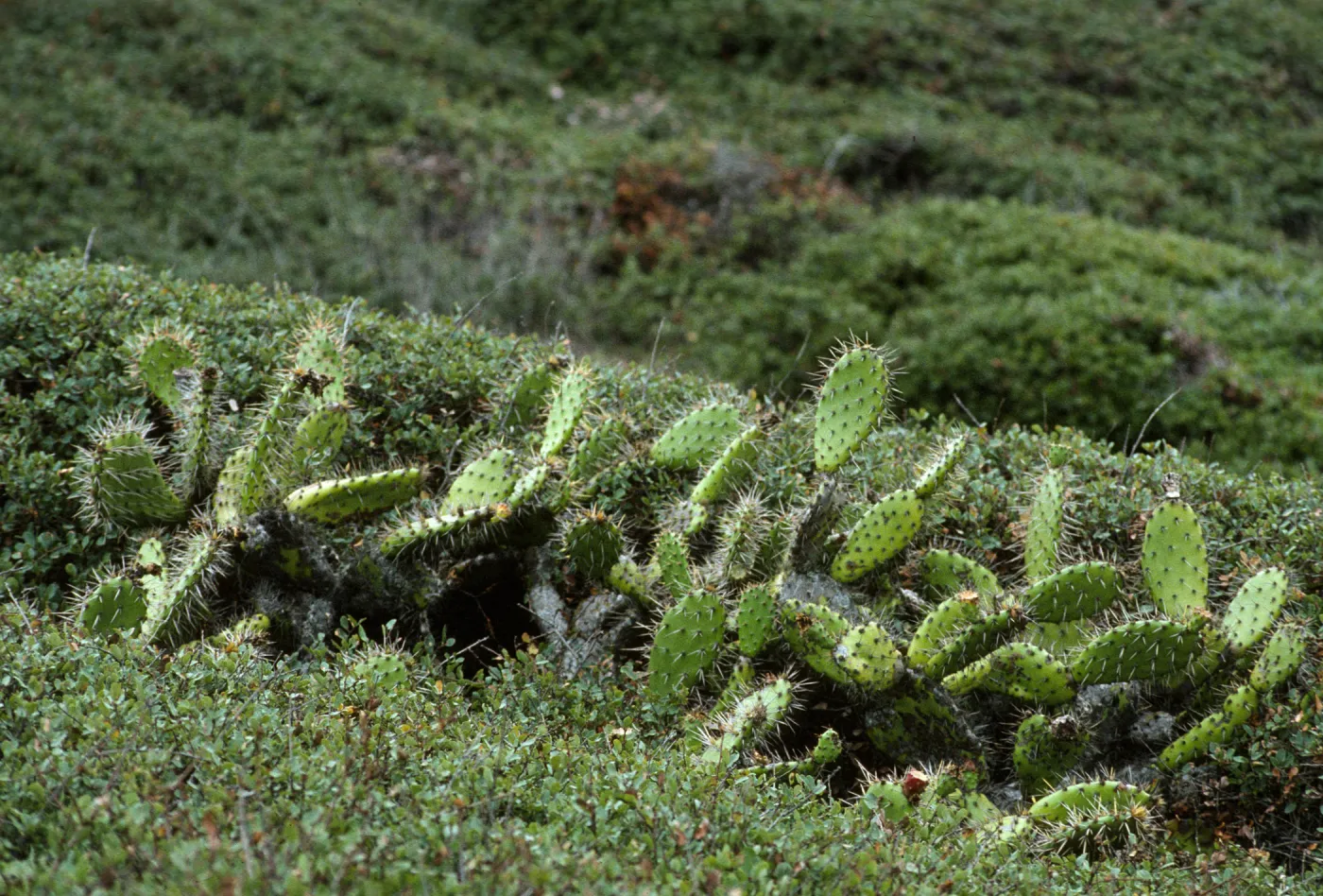 Opuntia