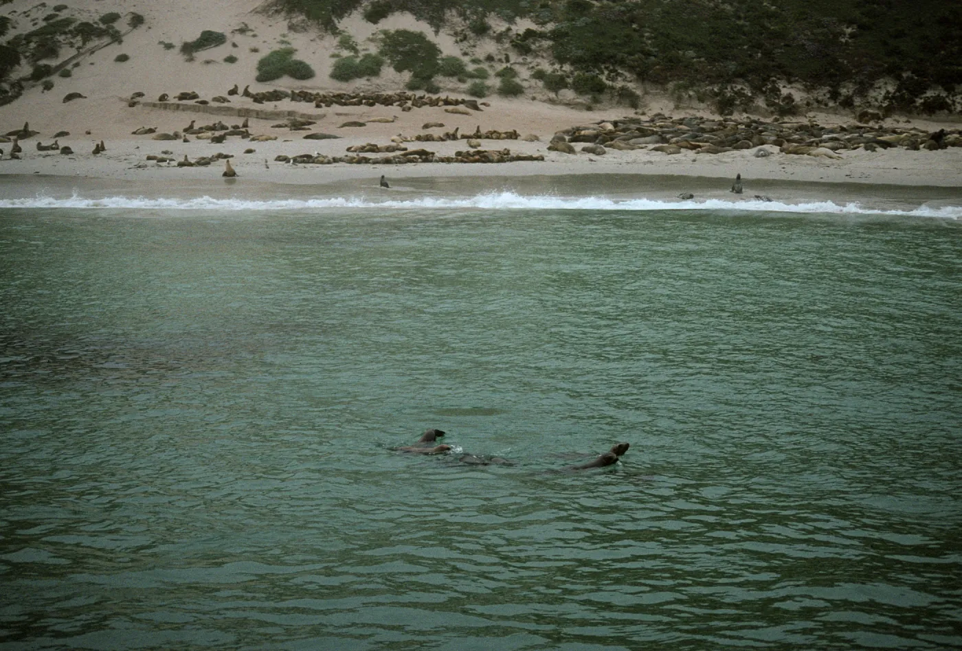 seals