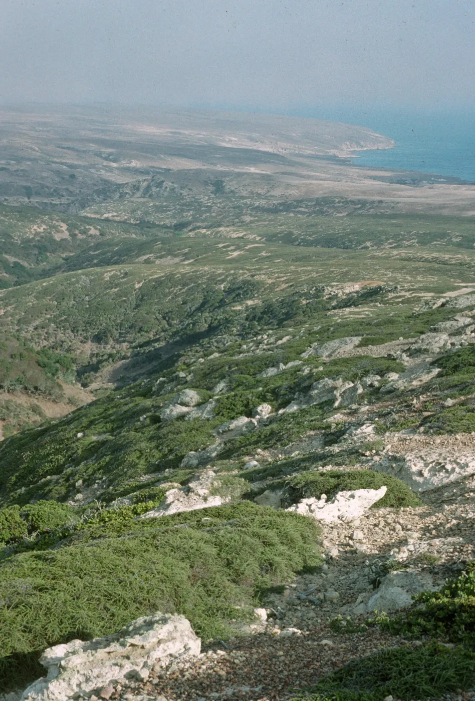 Chaparral, Santa Rosa Island