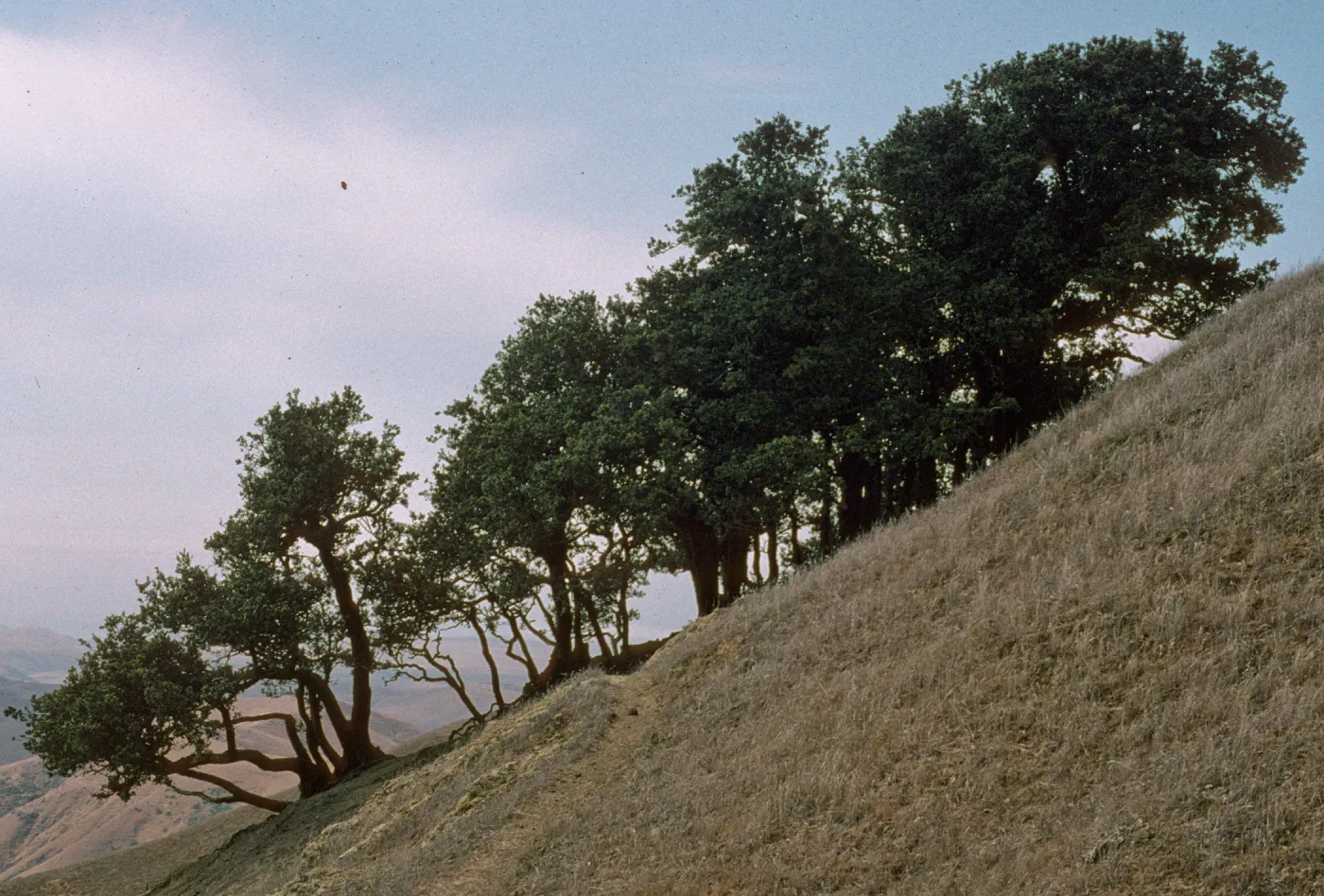 Island Oak, Quercus tomentella, on Santa Rosa Island