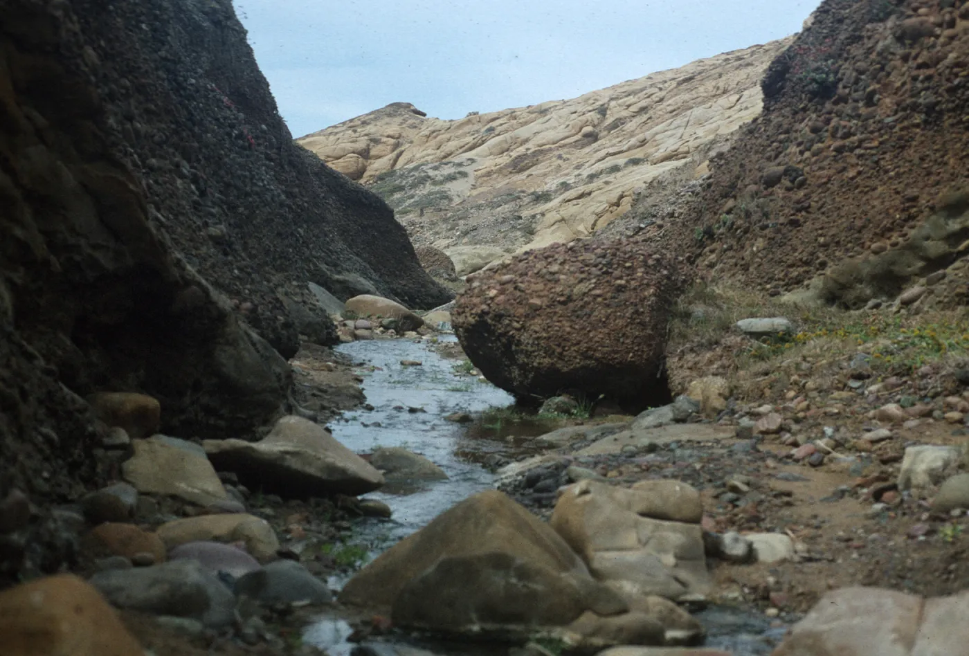 Sauces Canyon, Santa Cruz Island