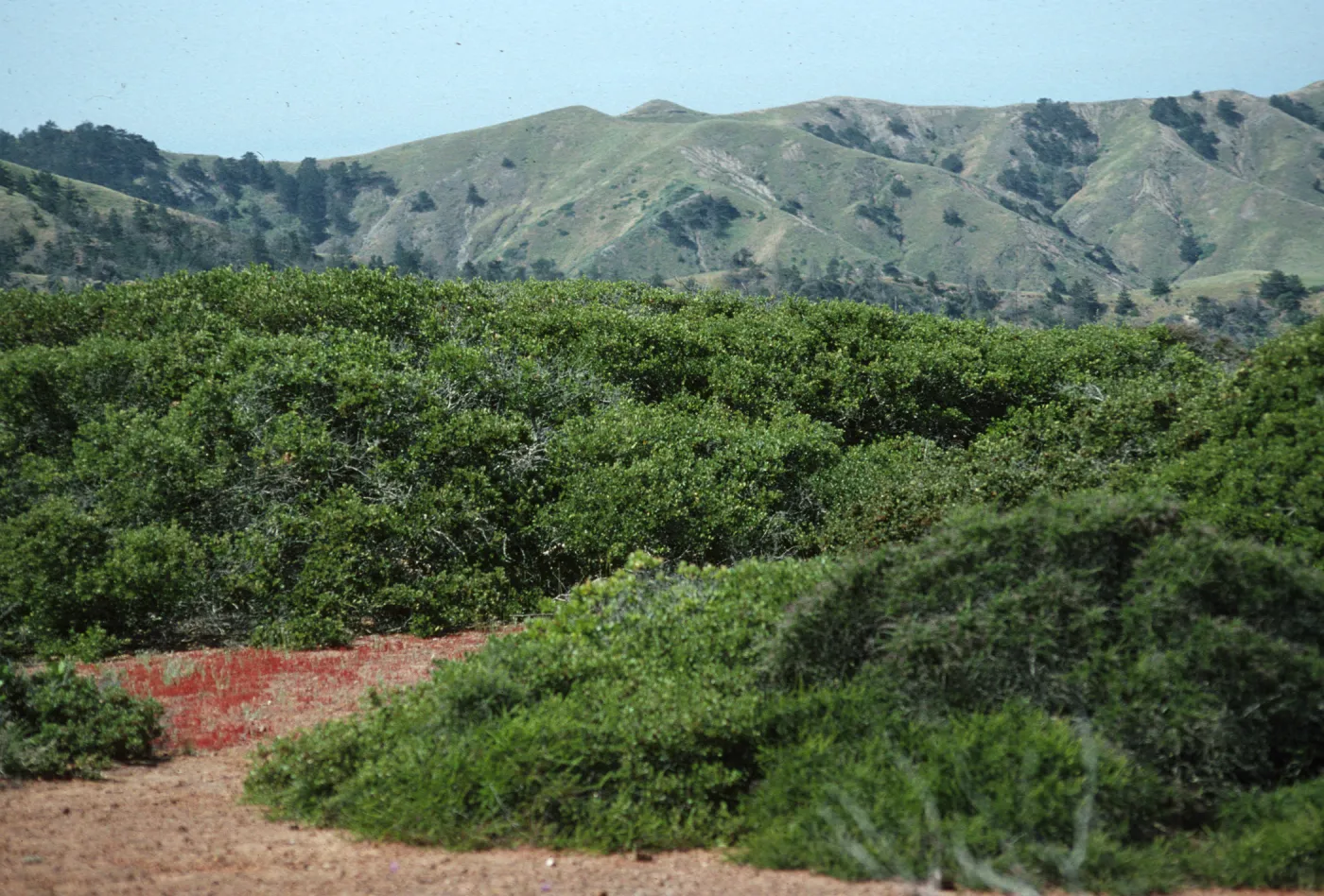 Near Christy Pines, East of Christy Ranch, Santa Cruz Island