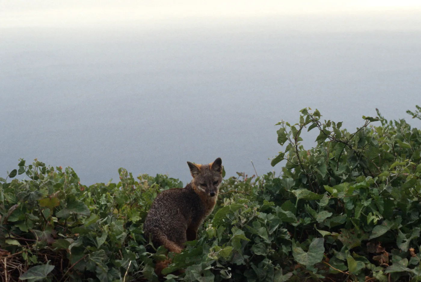 Island Fox, San Clemente Island