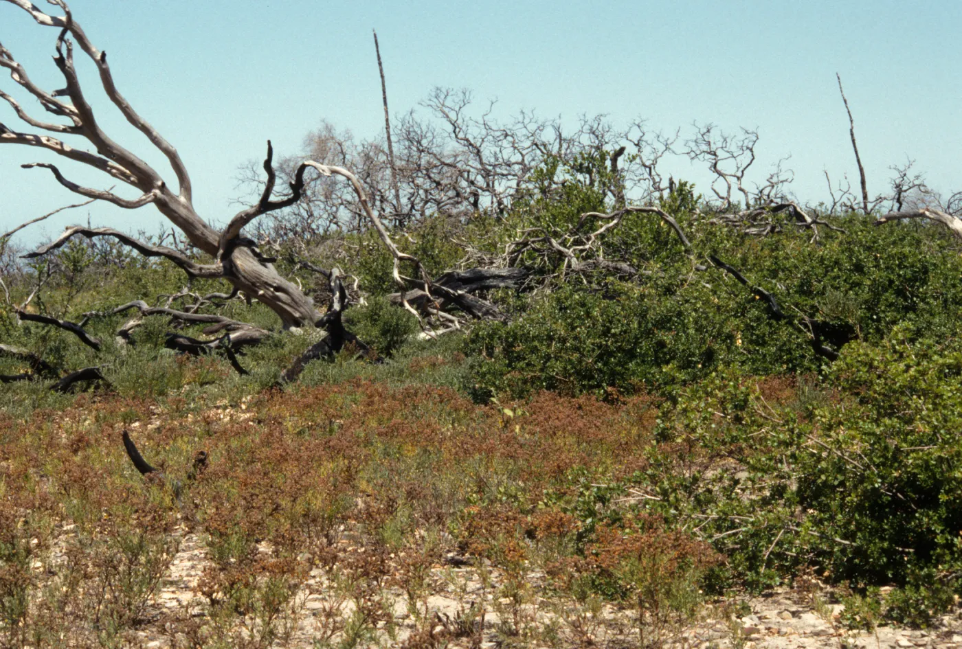 China Pines, above China Harbor, Santa Cruz Island