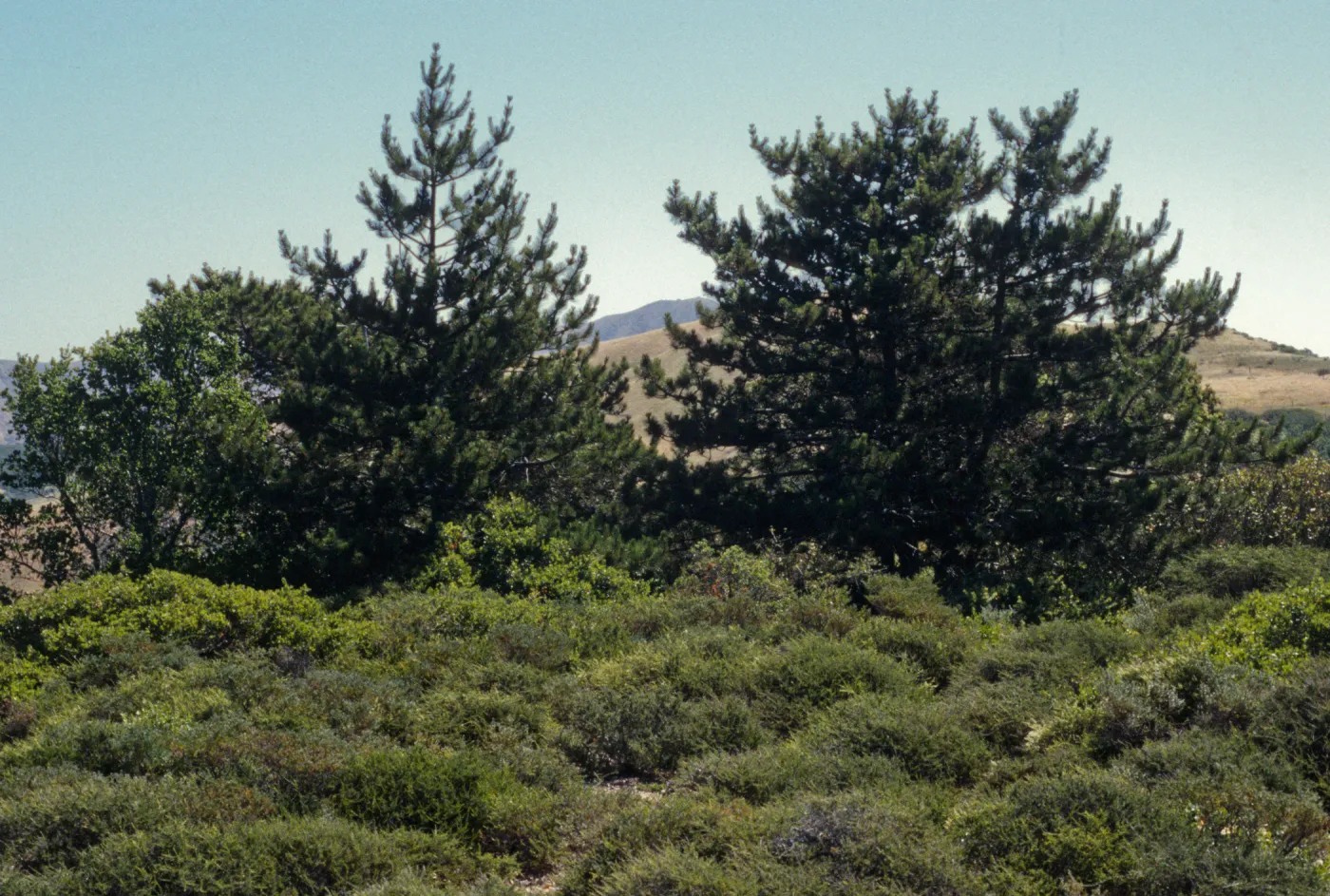 Pinos del Sur, Santa Cruz island