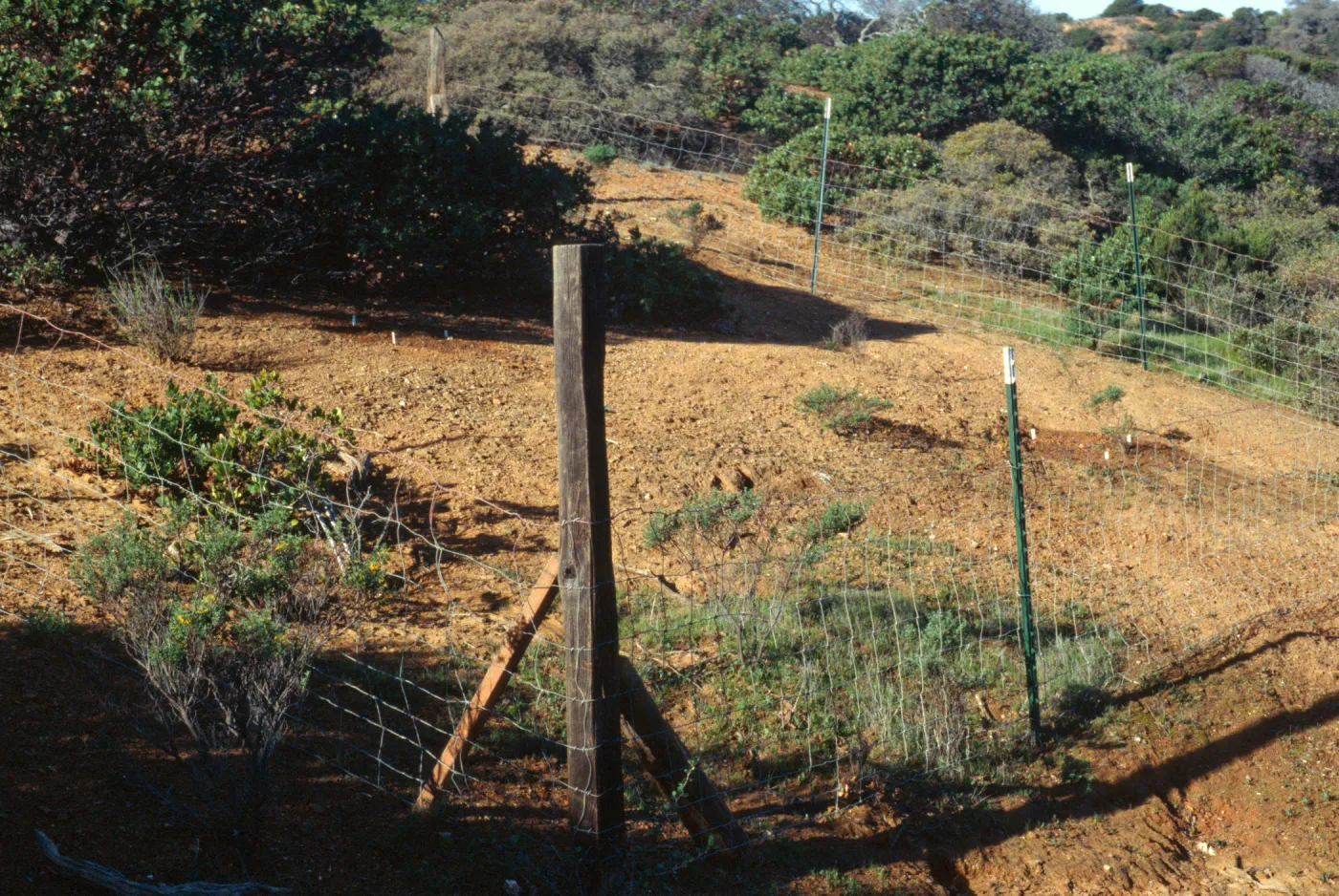Pig Exclosure, Santa Cruz Island