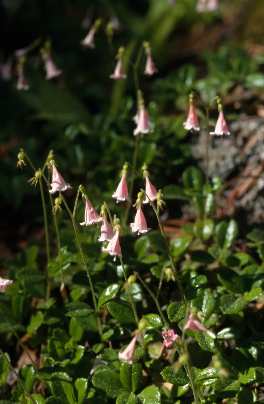 Linnaea borealis var. americana