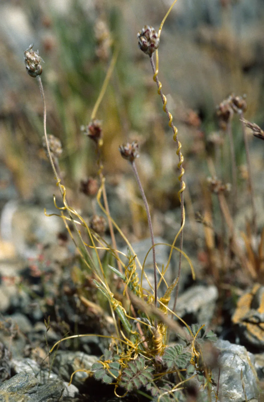 Cuscuta nevadensis on Plantago, Panamint Valley