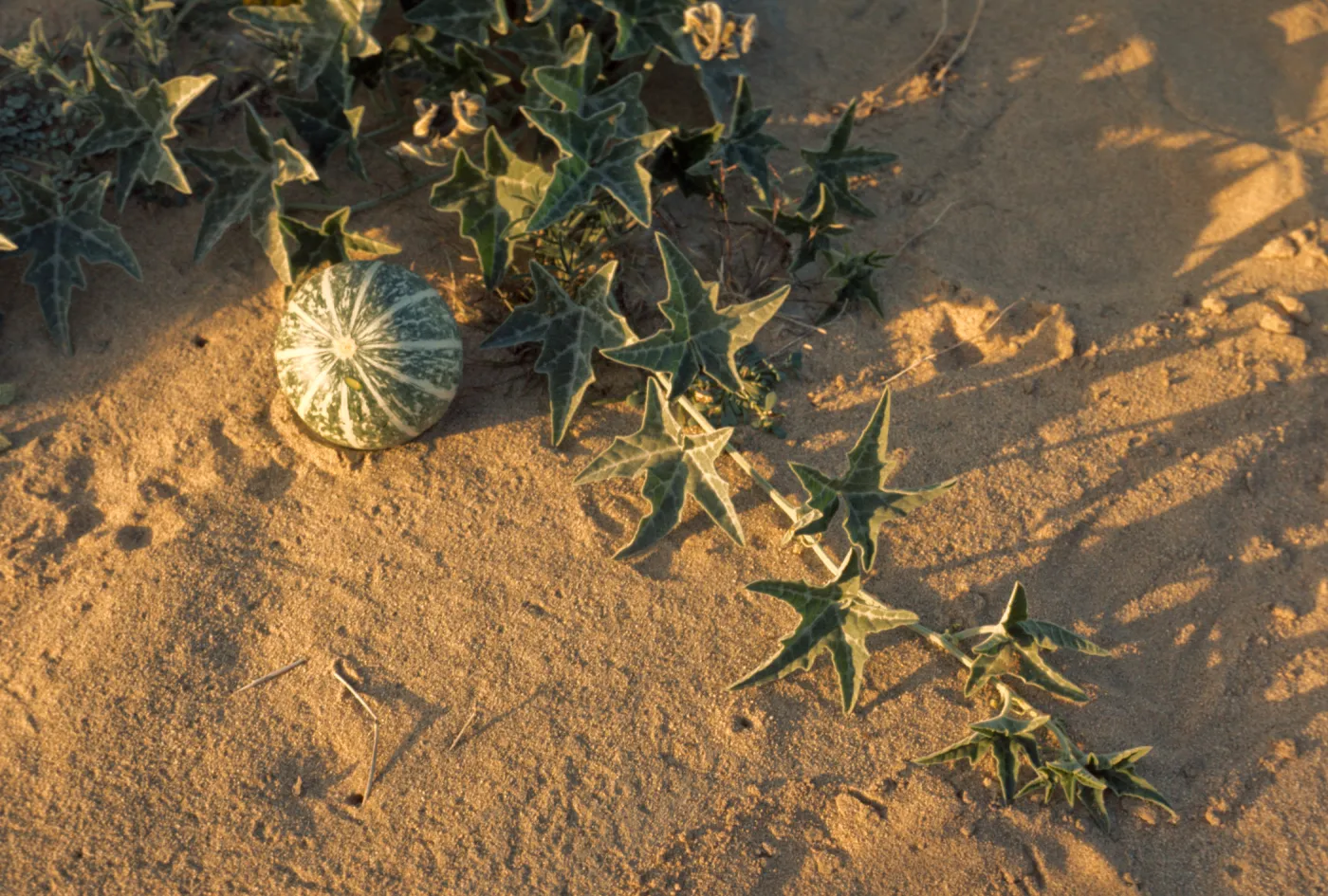 Cucurbita foetidissima