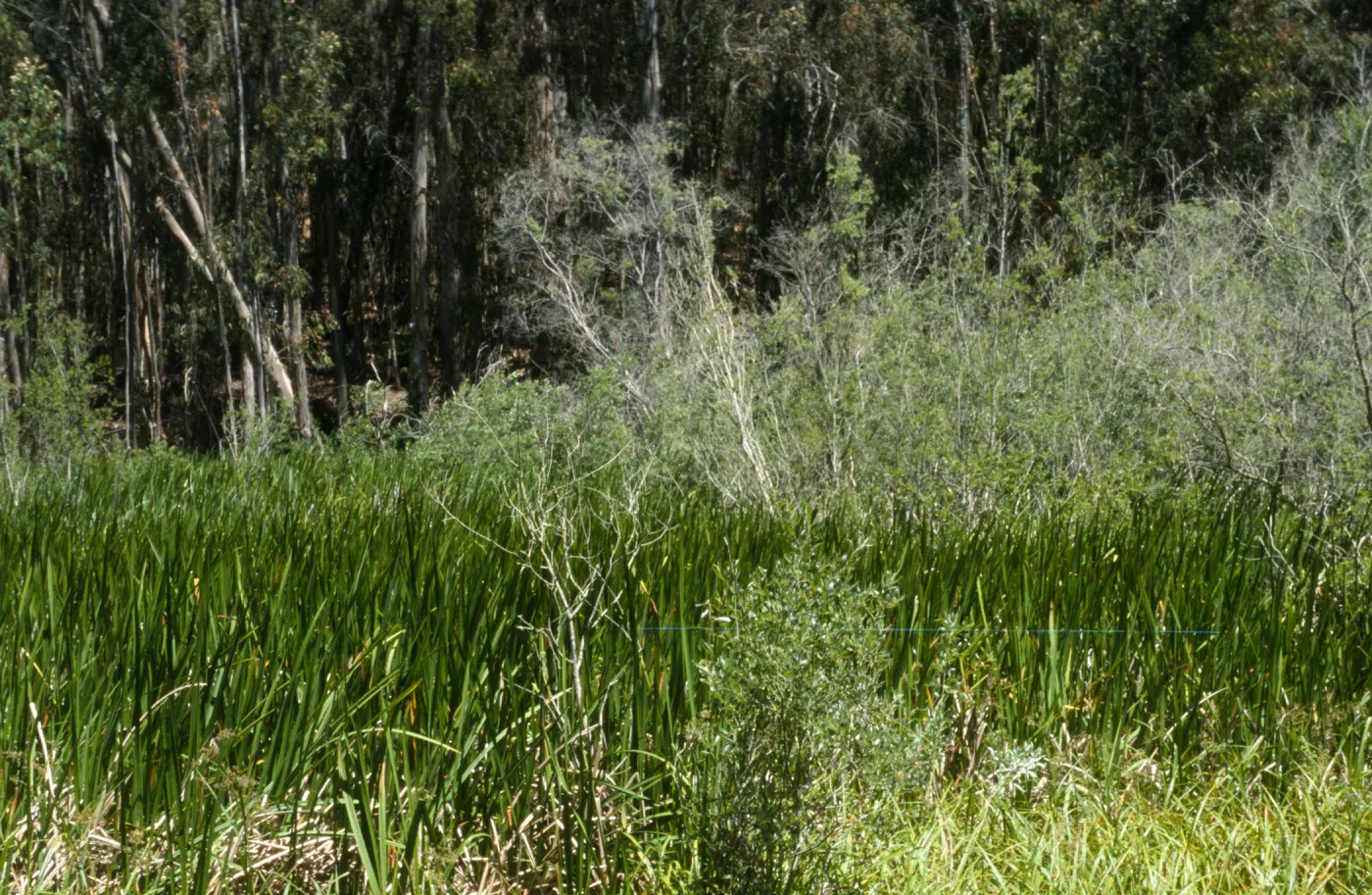 marsh, Black Lake Canyon