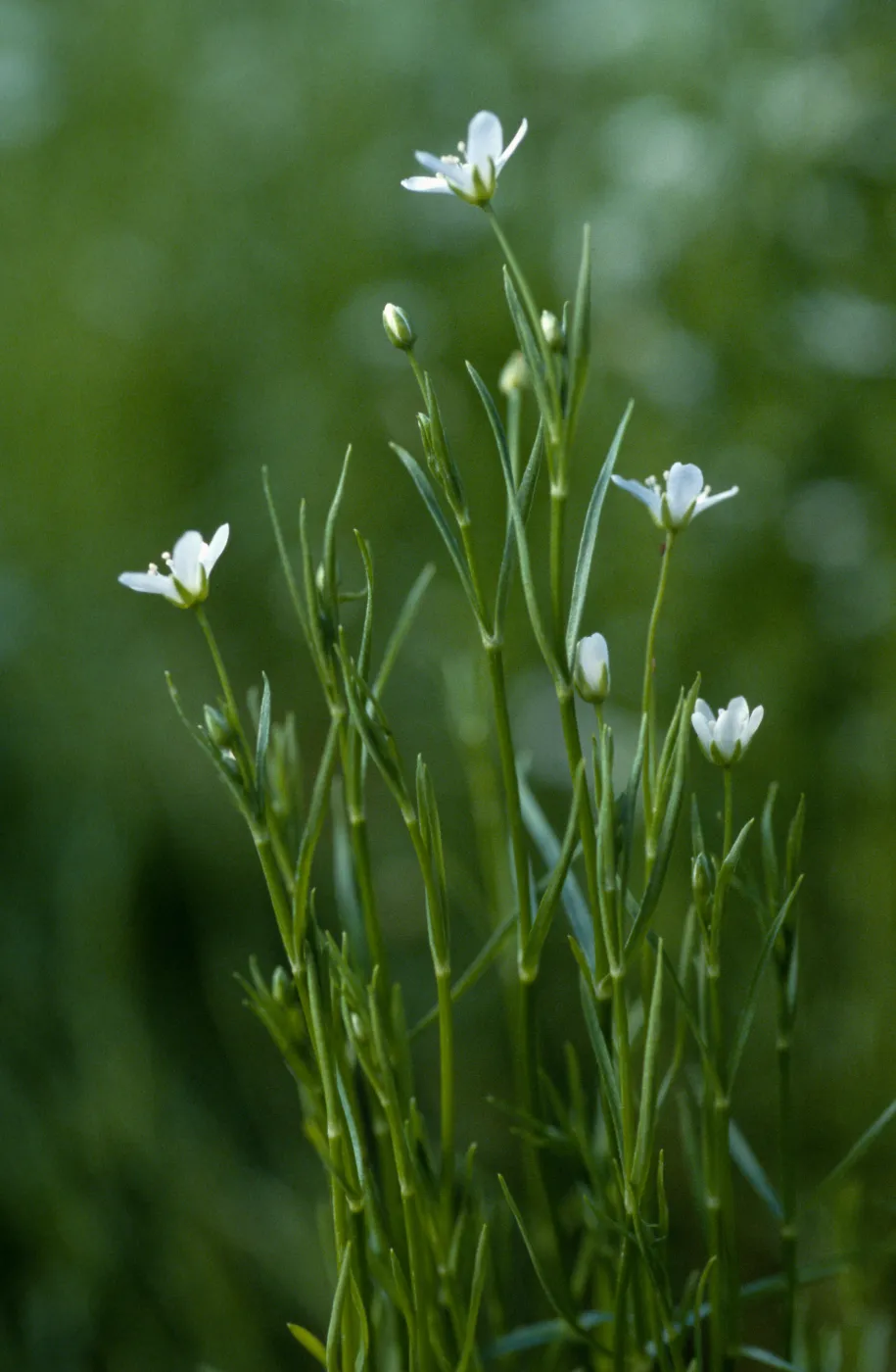Arenaria paludicola