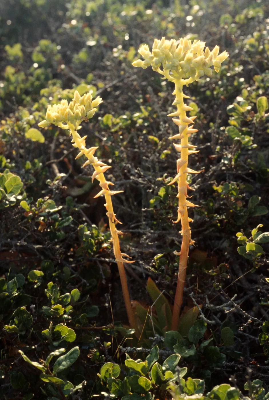 Dudleya candelabrum