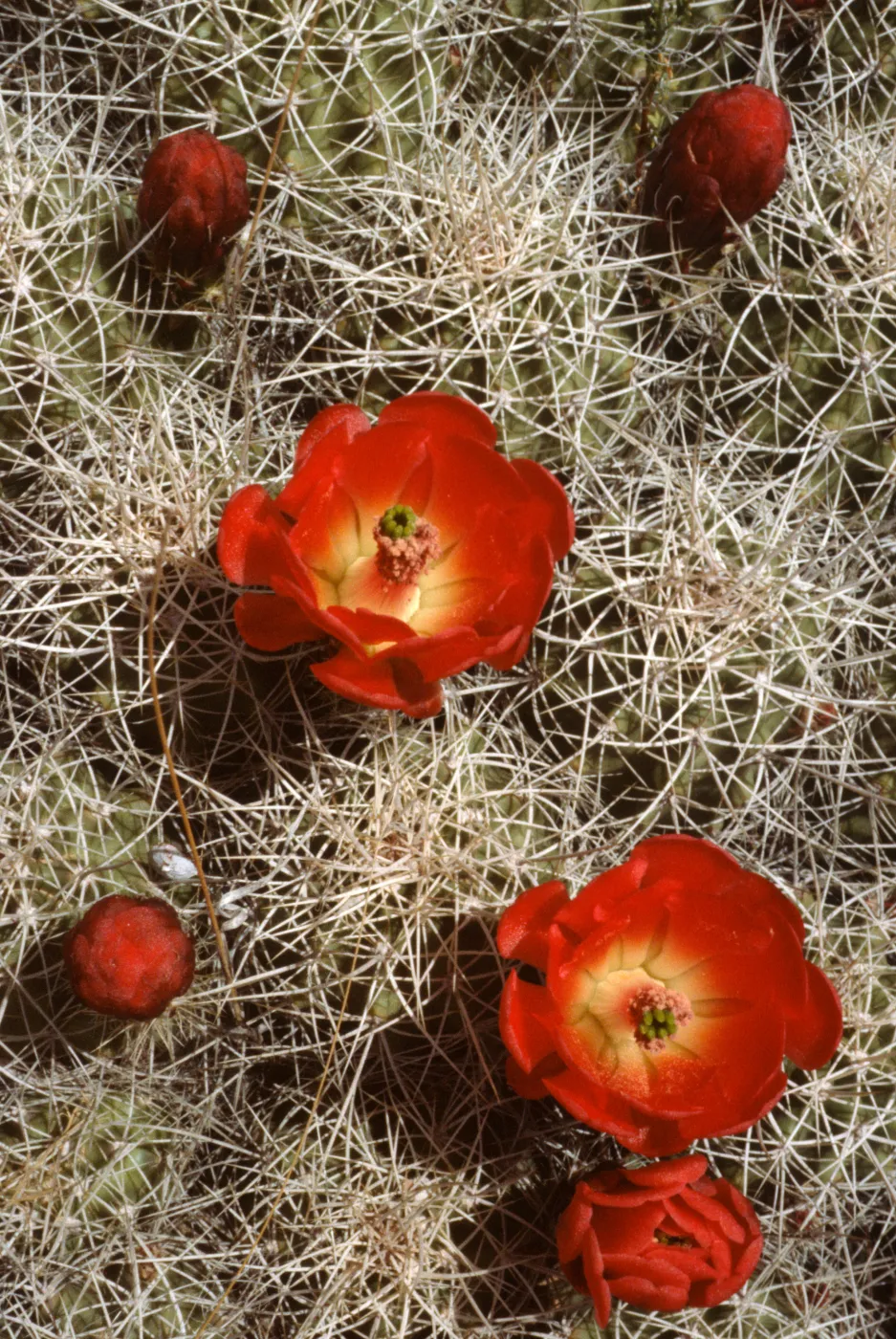 Echinocereus triglochidiatus