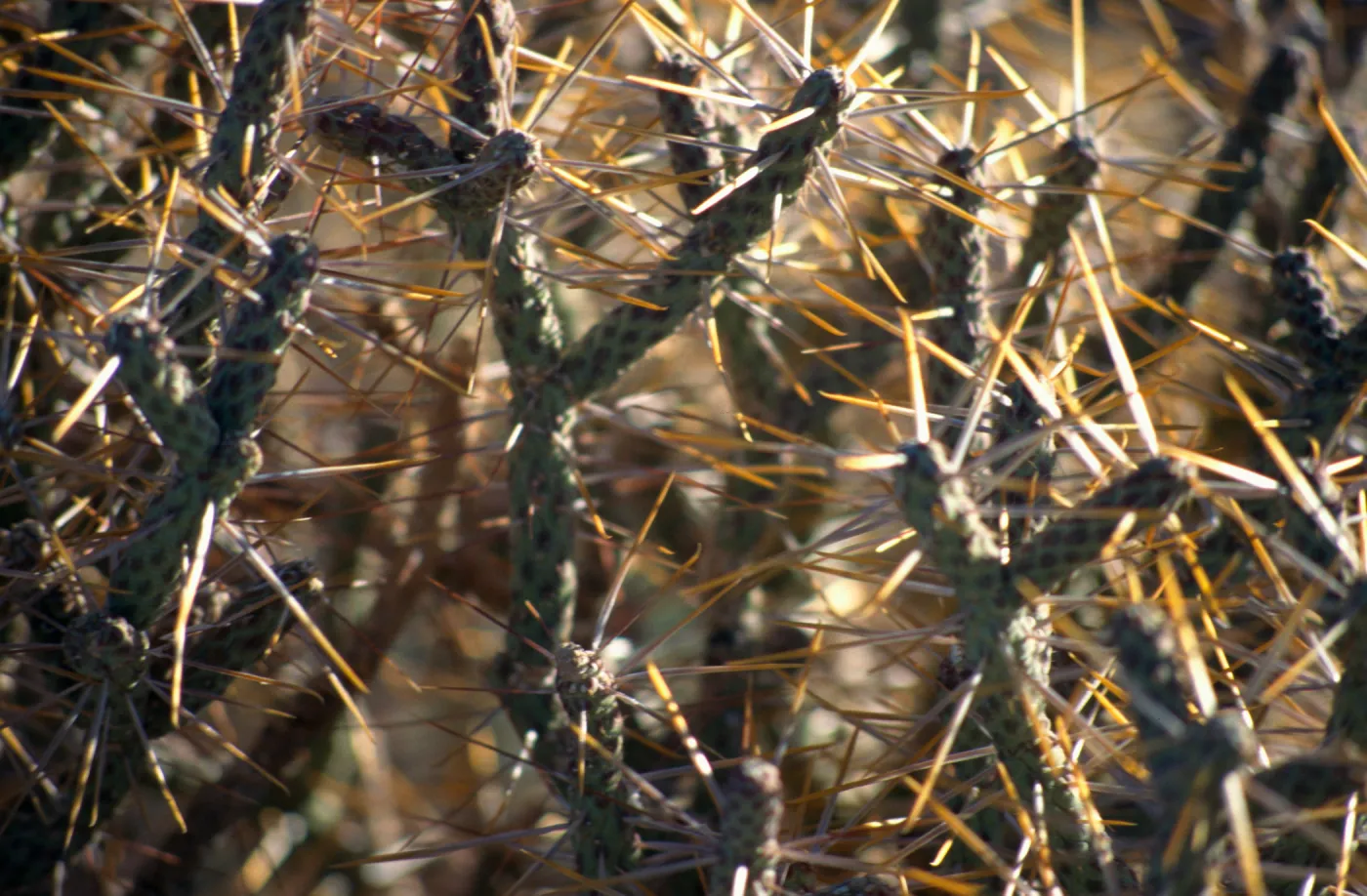 Cylindropuntia ramossissima