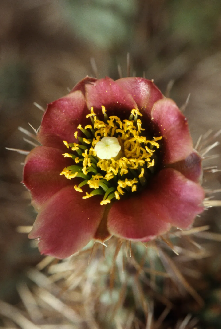 Cylindropuntia prolifera, thigma-trophic stamens