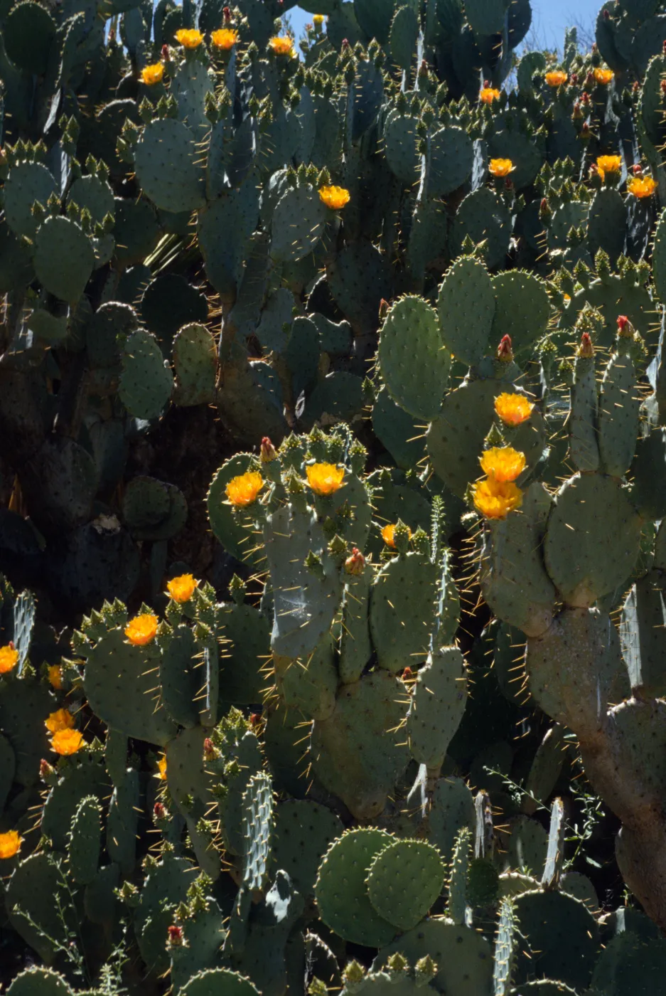 Opuntia (Prickly-pear)