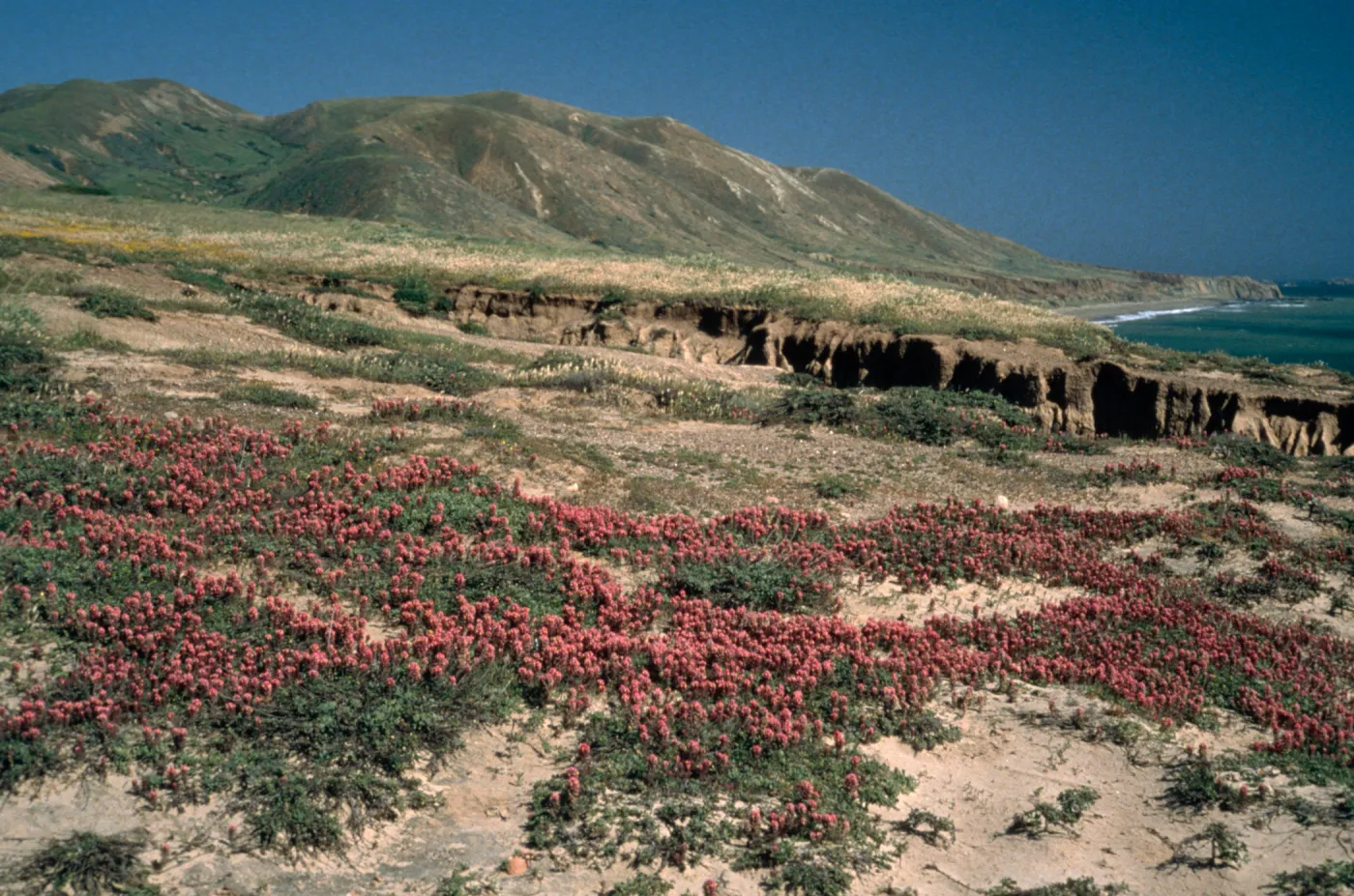 Santa Cruz Island bluff above ocean