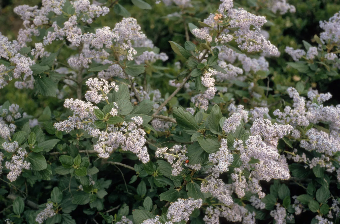 Ceanothus arboreus