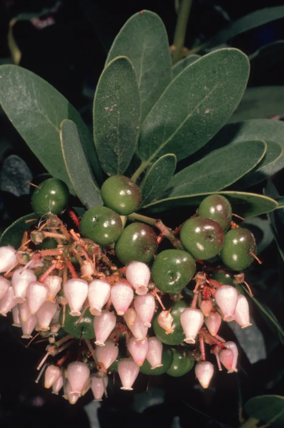 Arctostaphylos, flower and fruit close-up, Santa Cruz Island Flora
