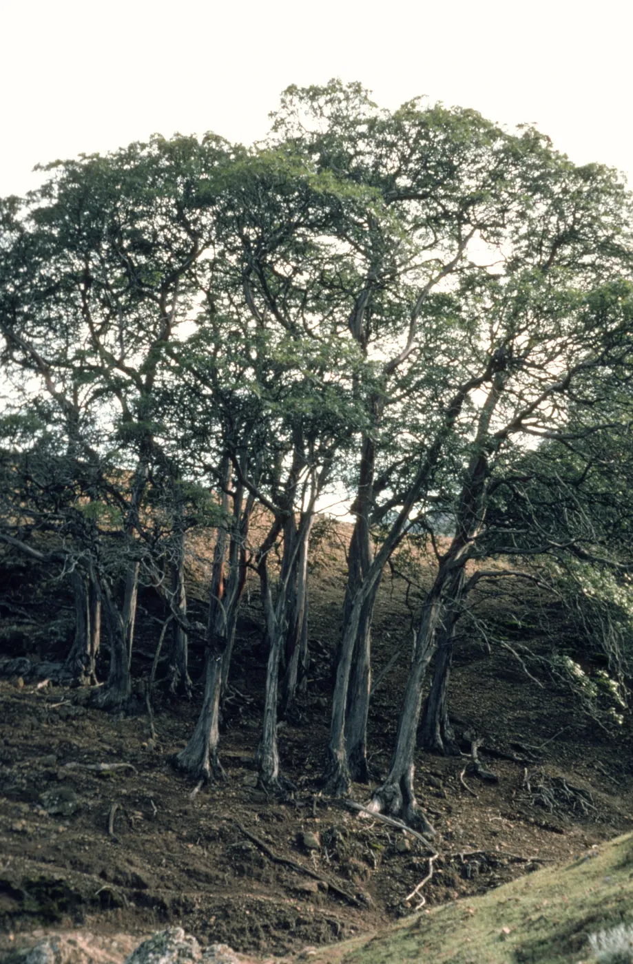 Small grove of Lyonothamnus floribundus ssp. aspleniifolius