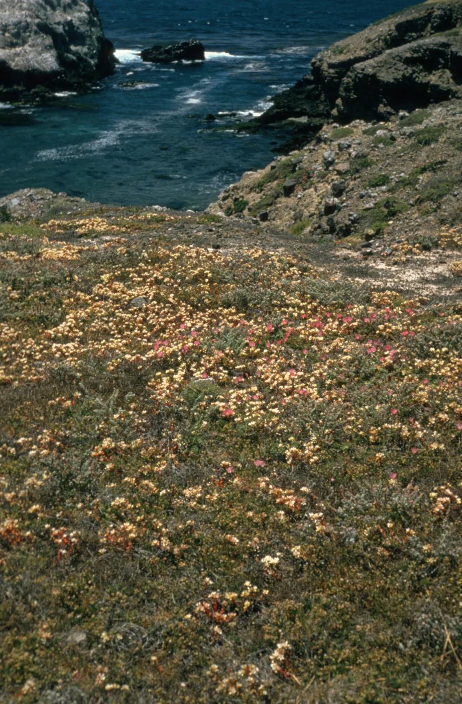 Santa Cruz Island