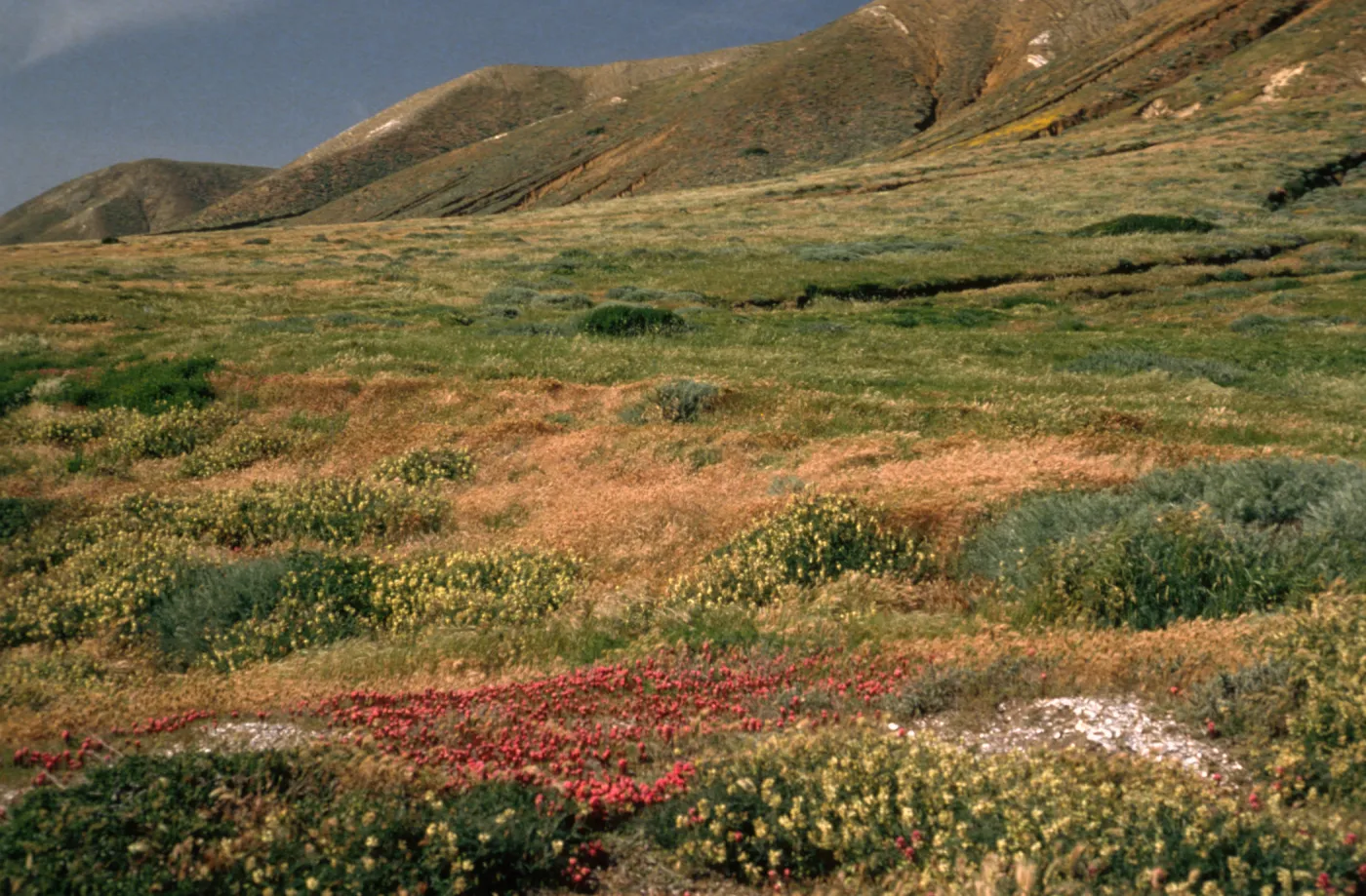 Santa Cruz Island