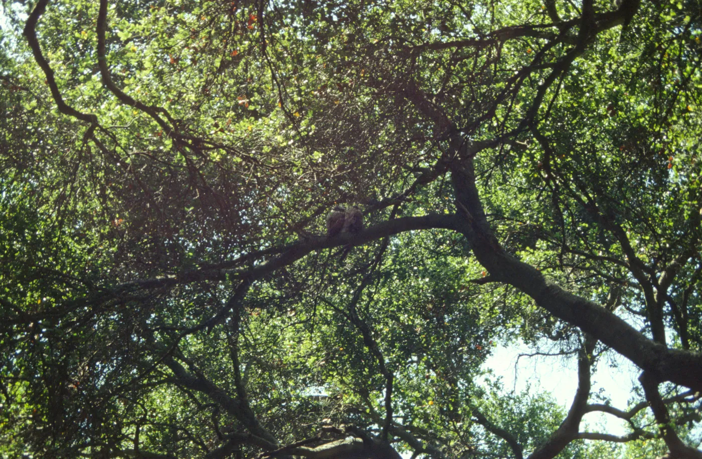 two owls in the Garden (Coastal Live Oak)