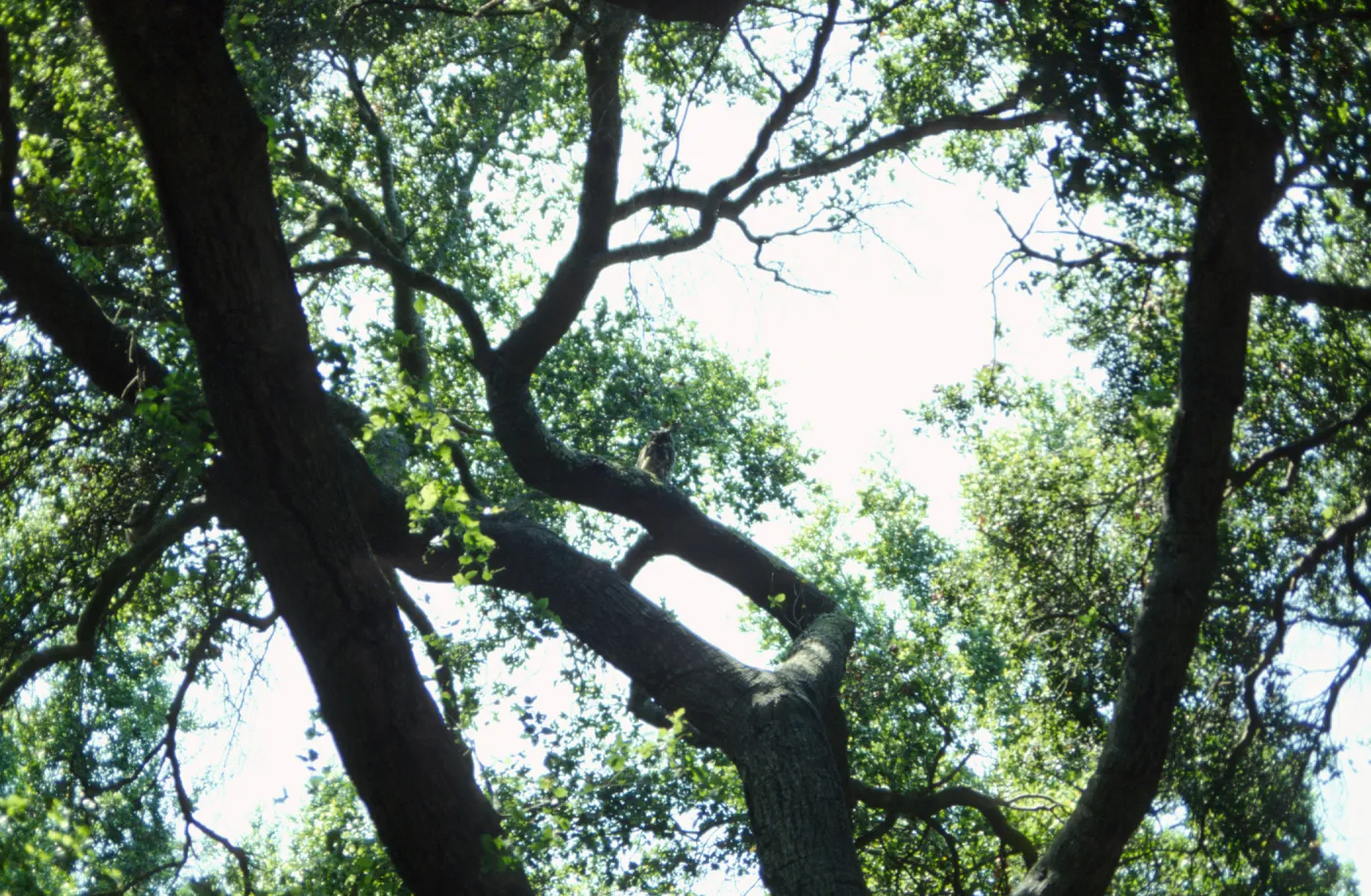owl in the Garden (Coastal Live Oak)