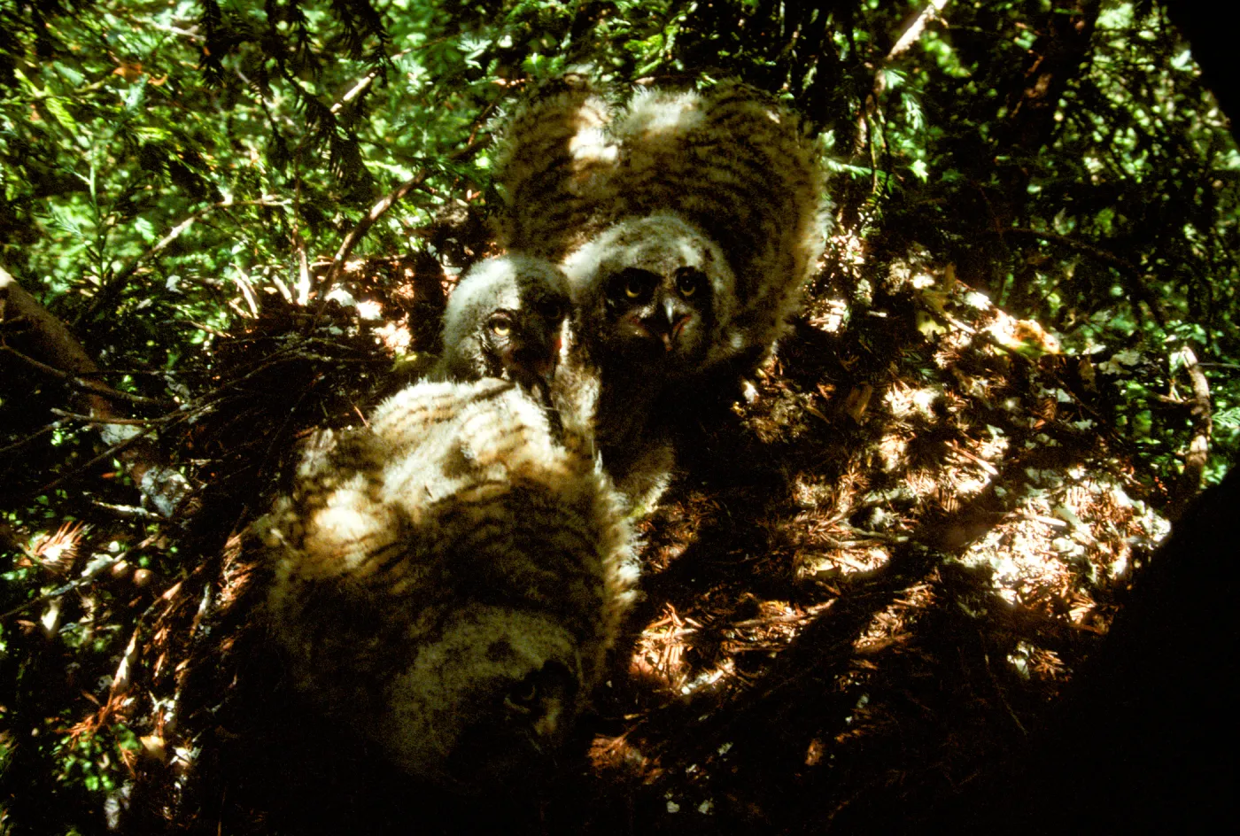 Three Great Horned Owl babies in the Garden