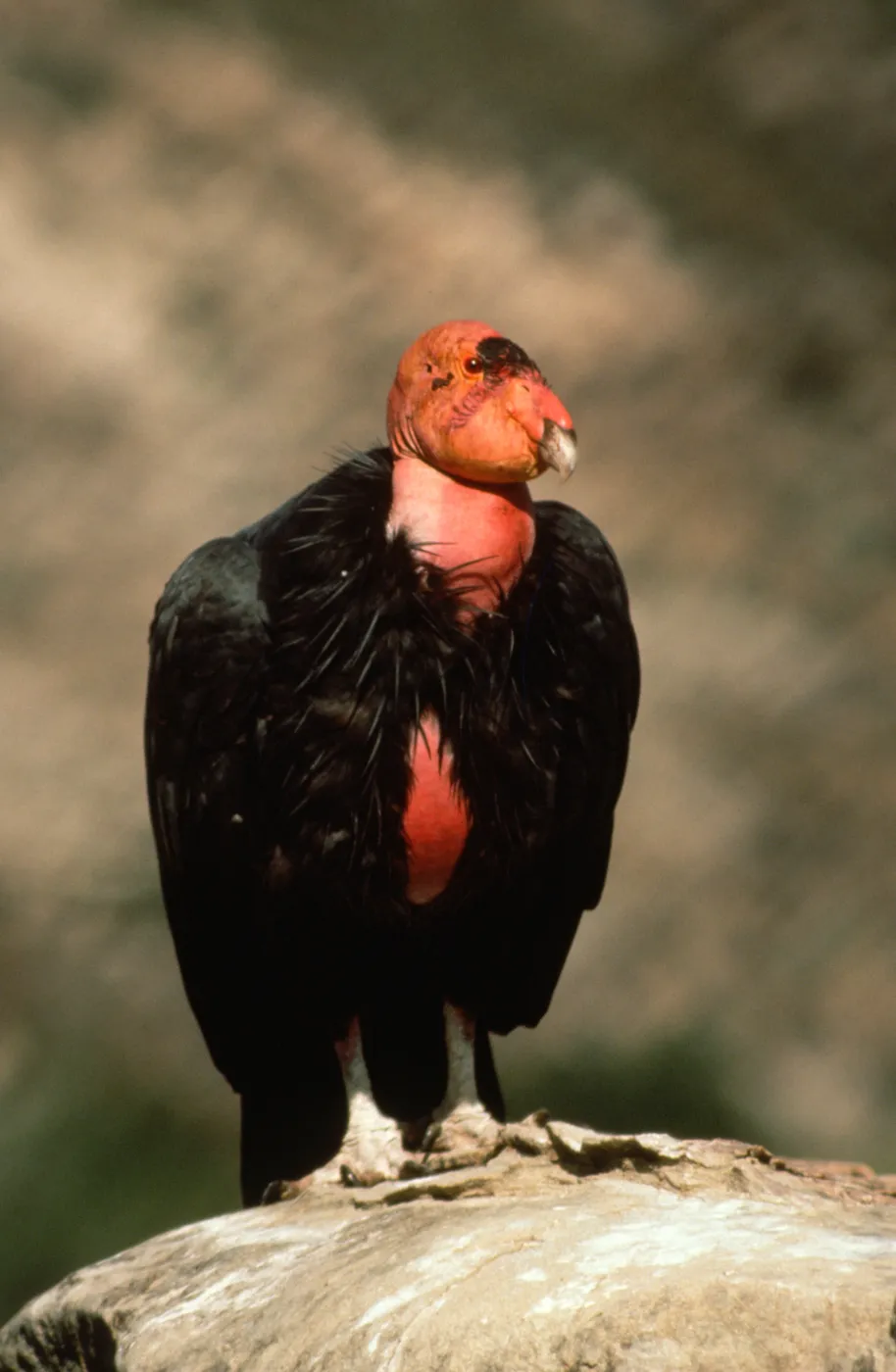 California Condor, Sespe Condor Sanctuary
