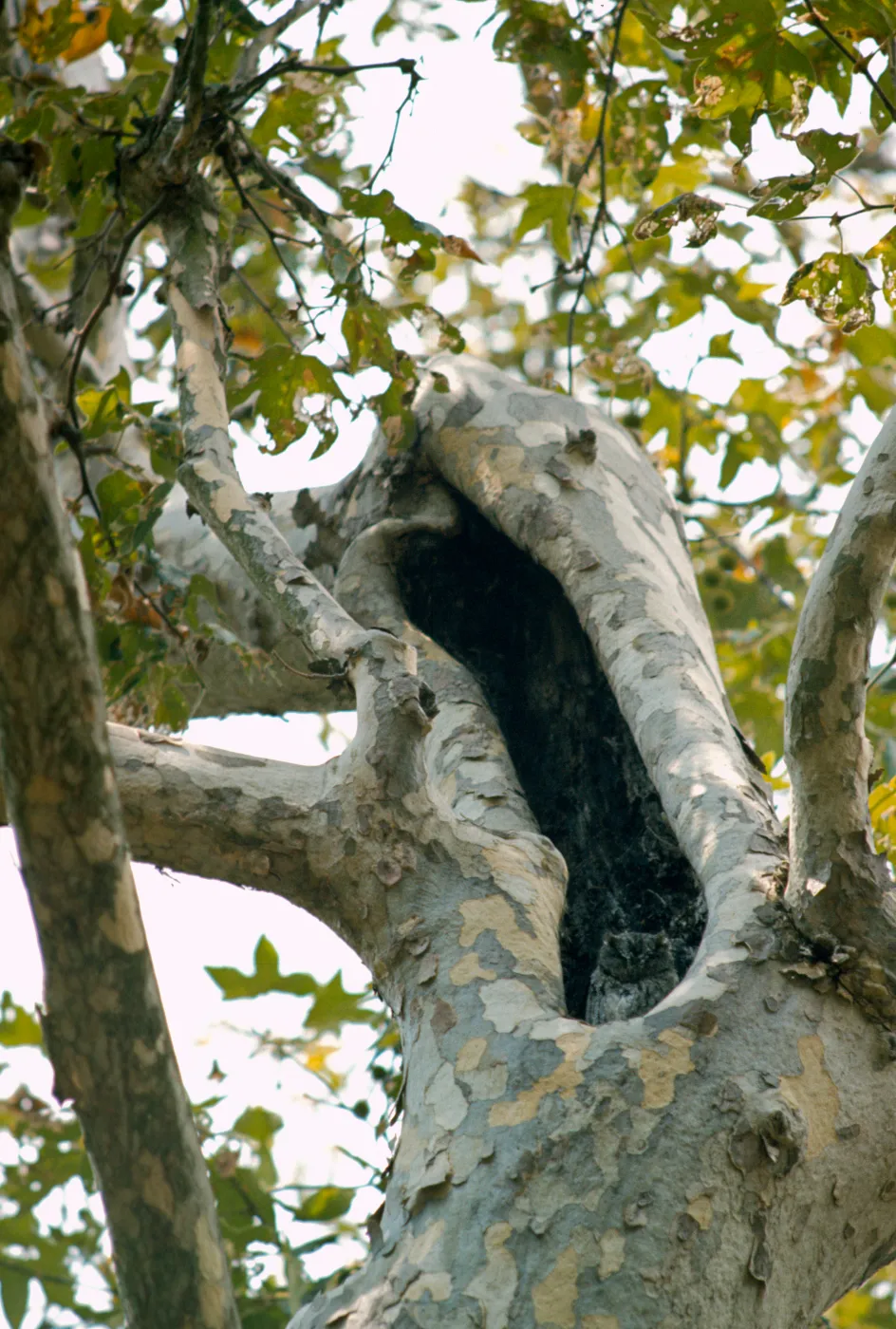 Great Horned Owl in hollow of Sycamore, 'Owliver'