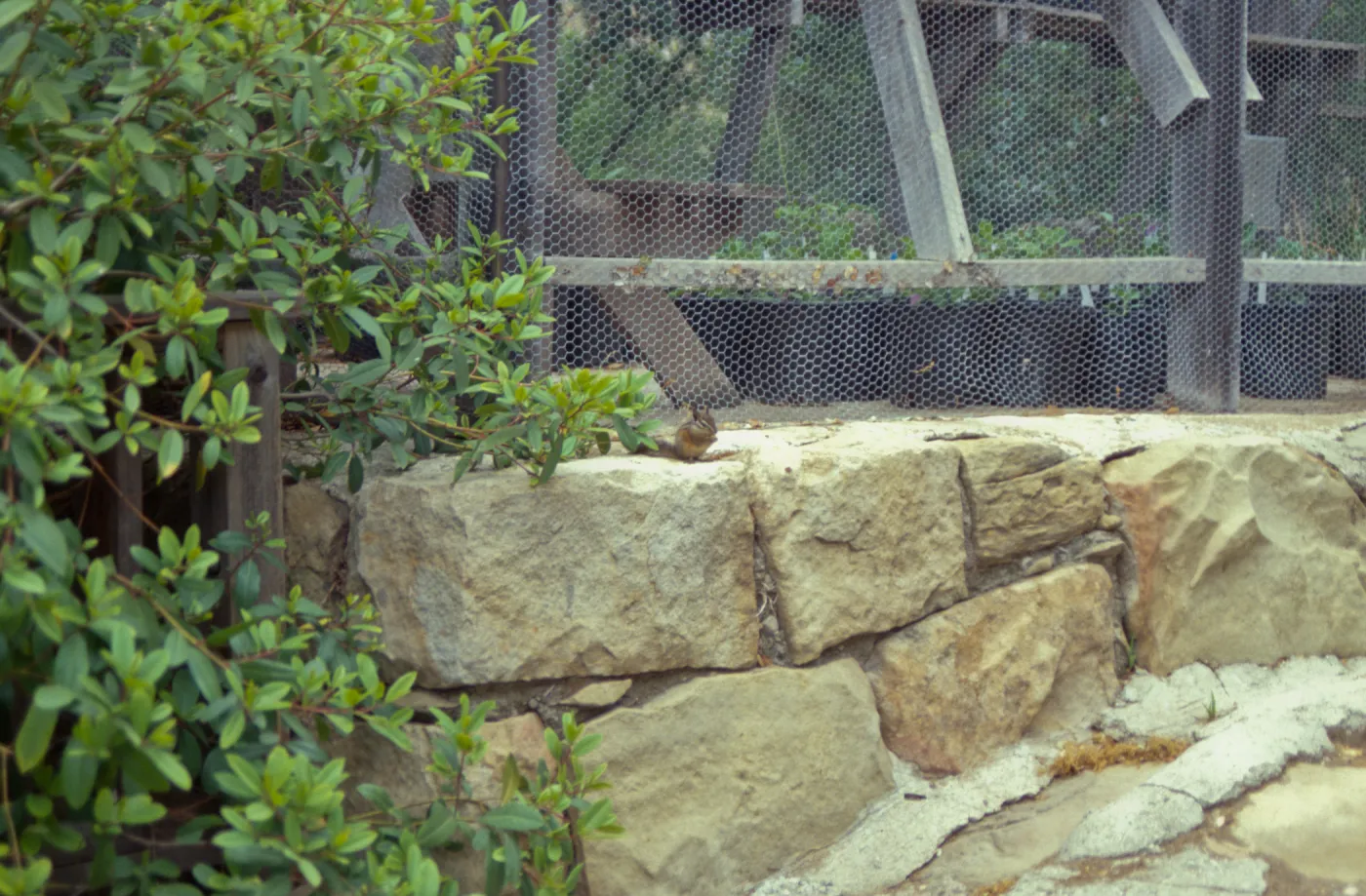 chipmunk on rock wall outside the Garden growers Nursery