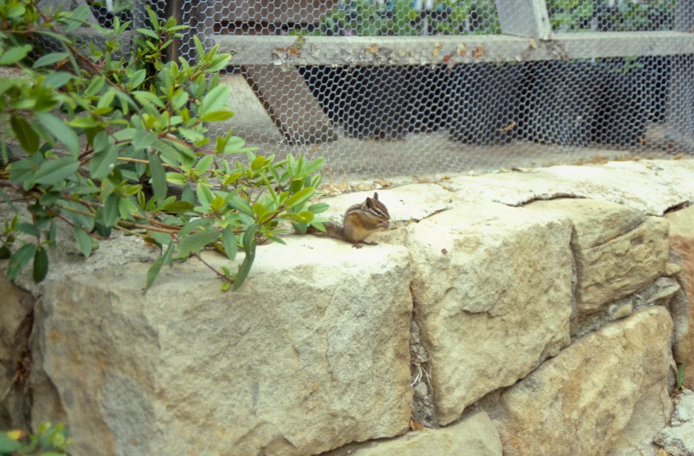 chipmunk on rock wall outside the Garden growers Nursery