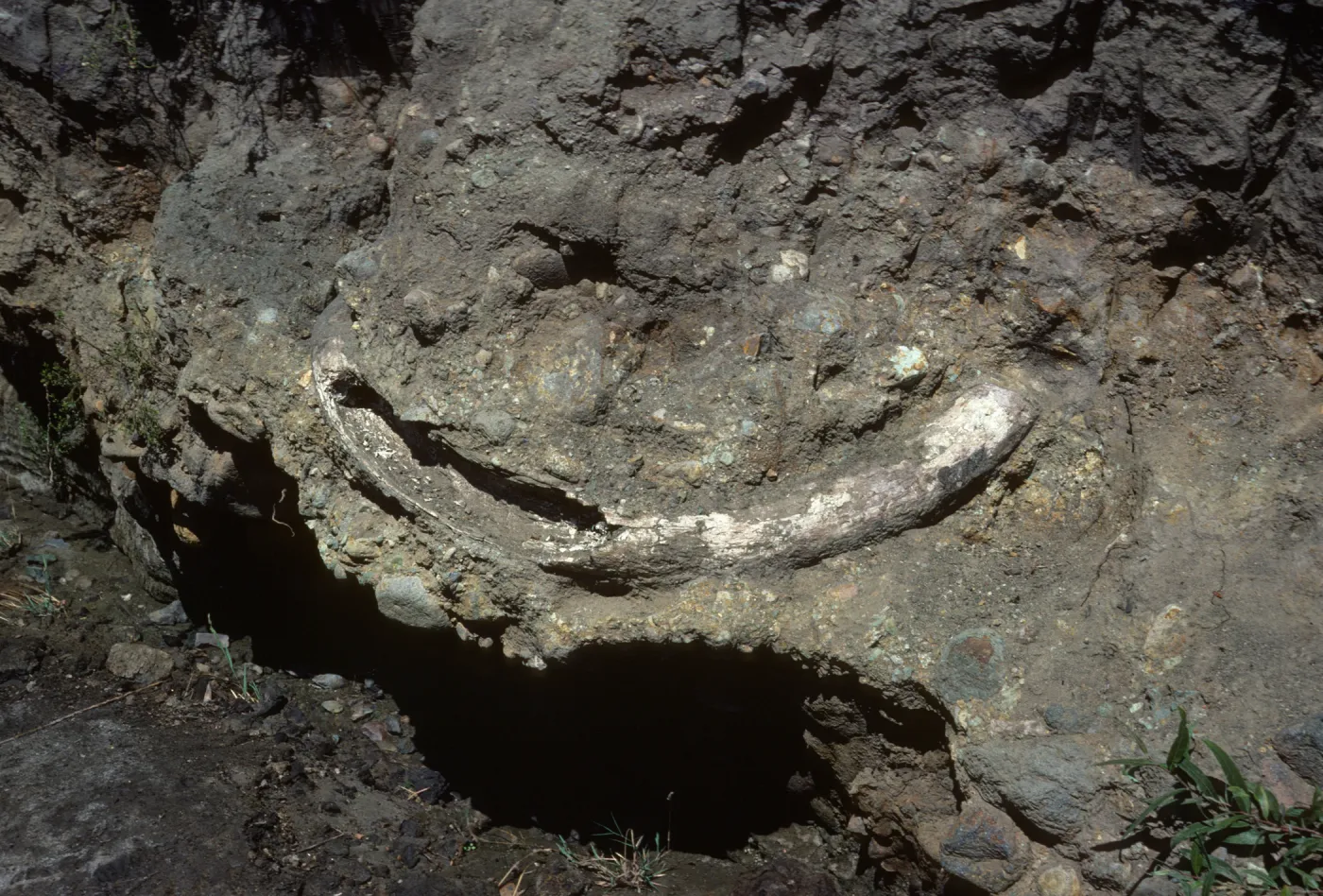 fossil, Mammoth tusk, upstream from Christy ranch, Santa Crus Island