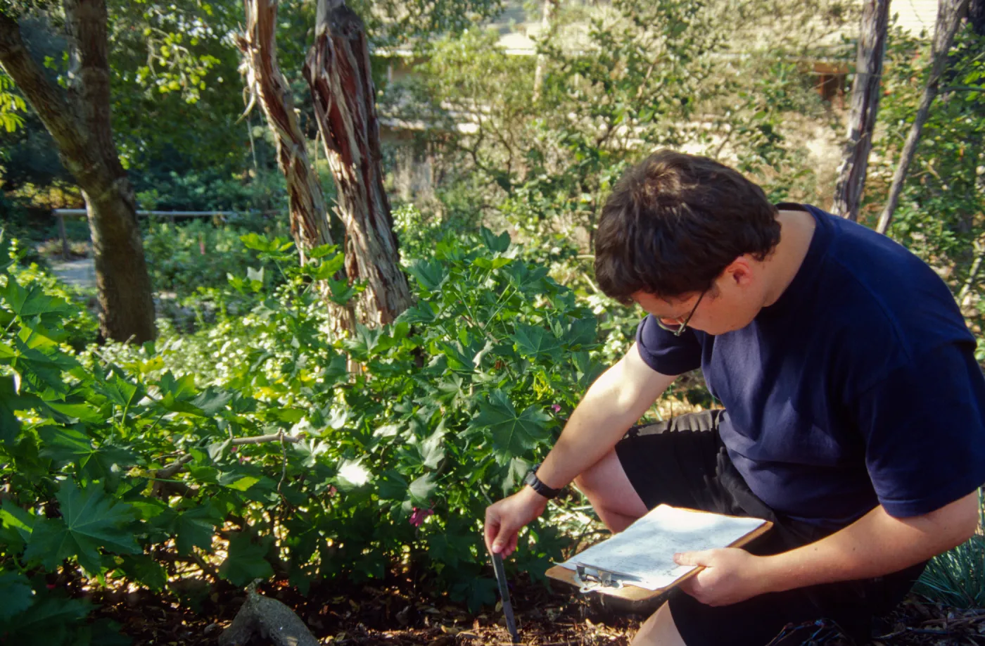 SBBG People: Andrew Wyatt at Work, Lavatera Propagation