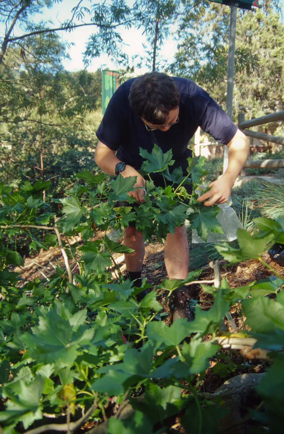 SBBG People: Andrew Wyatt at Work, Lavatera Propagation