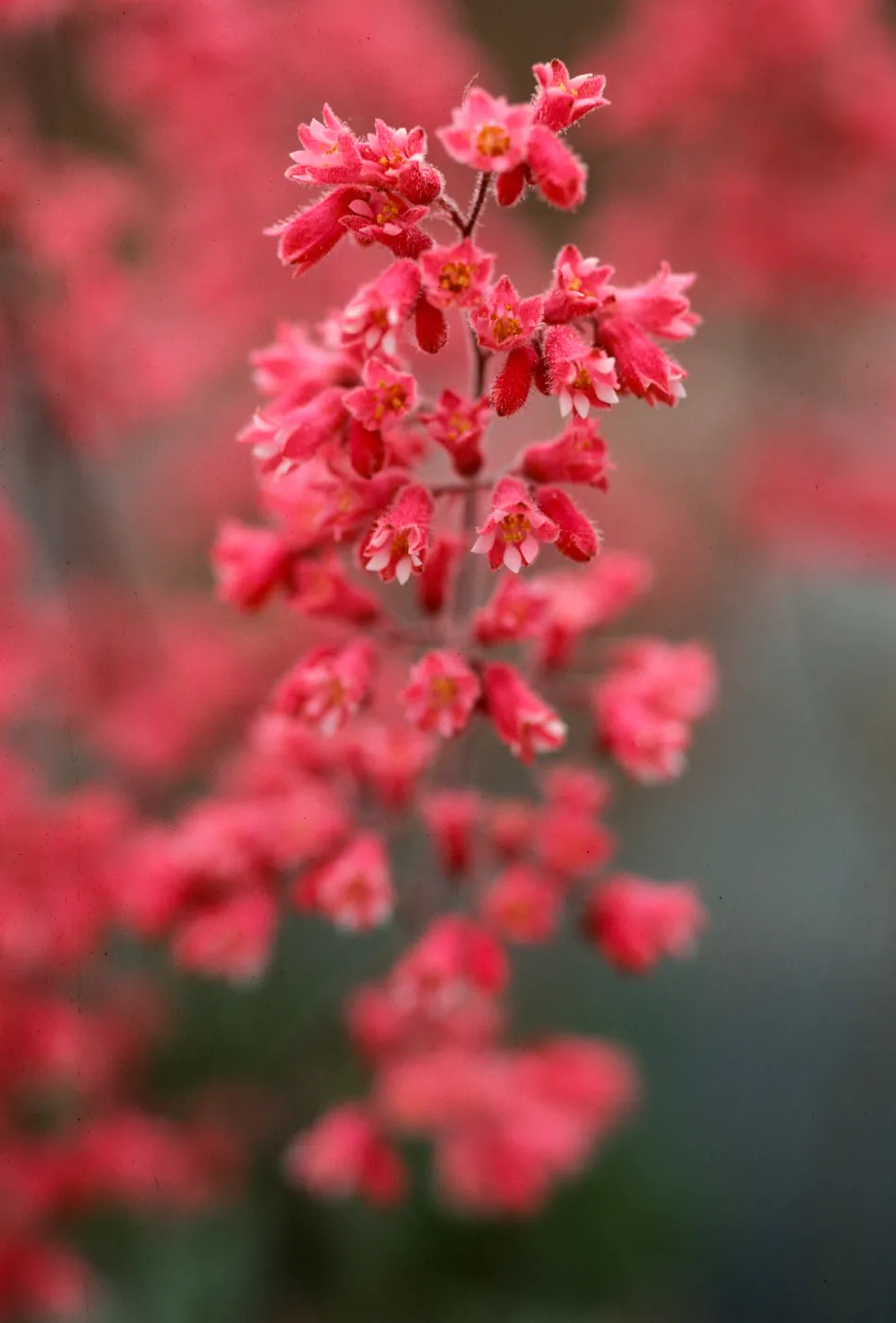 SBBG Heuchera cultivars