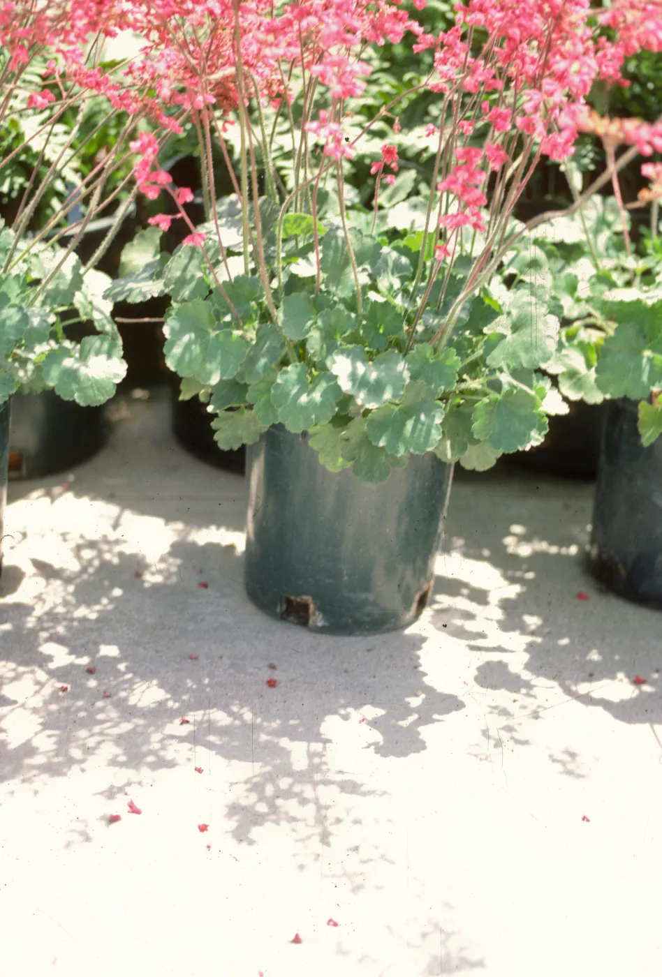 SBBG Heuchera cultivars