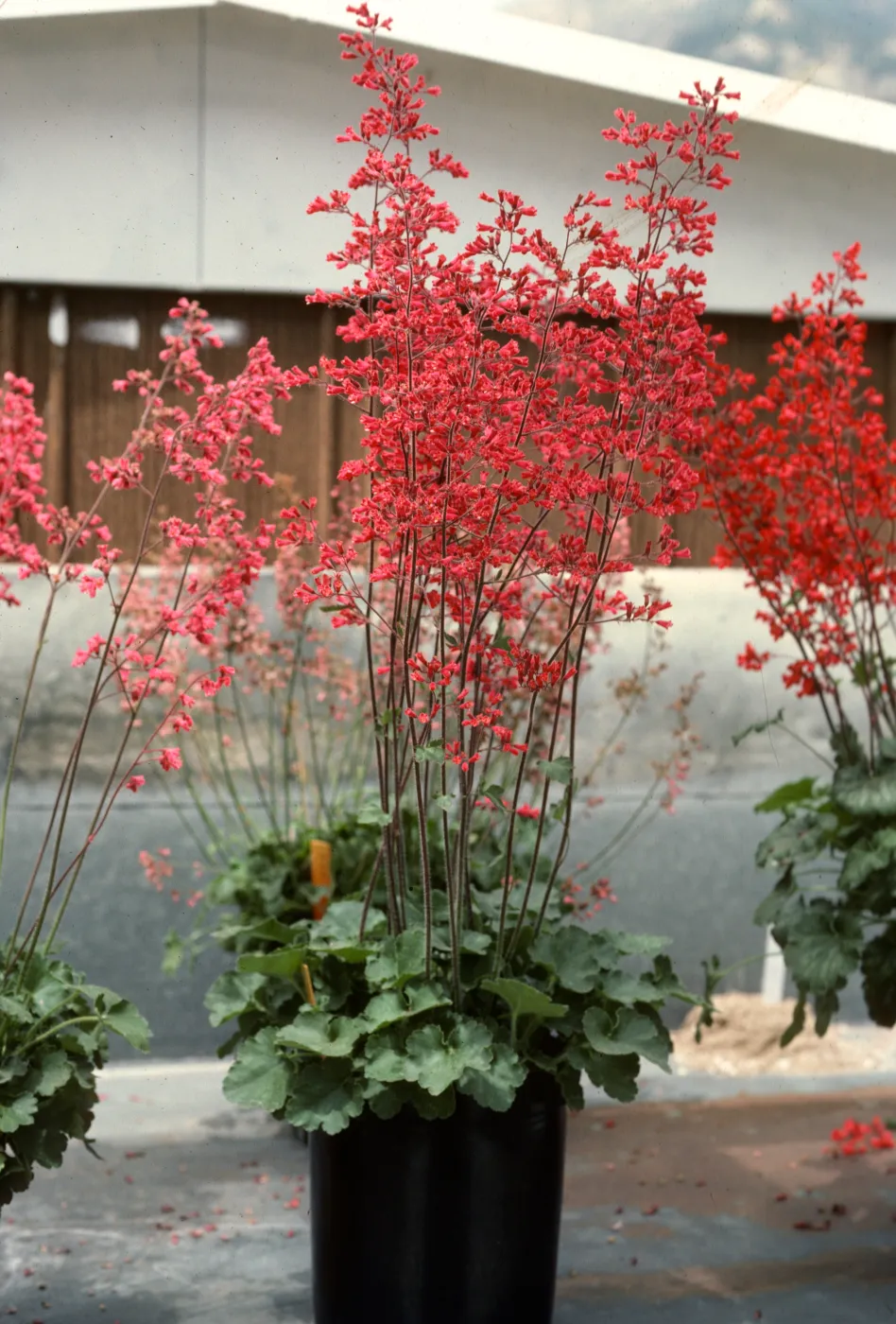 SBBG Heuchera cultivars
